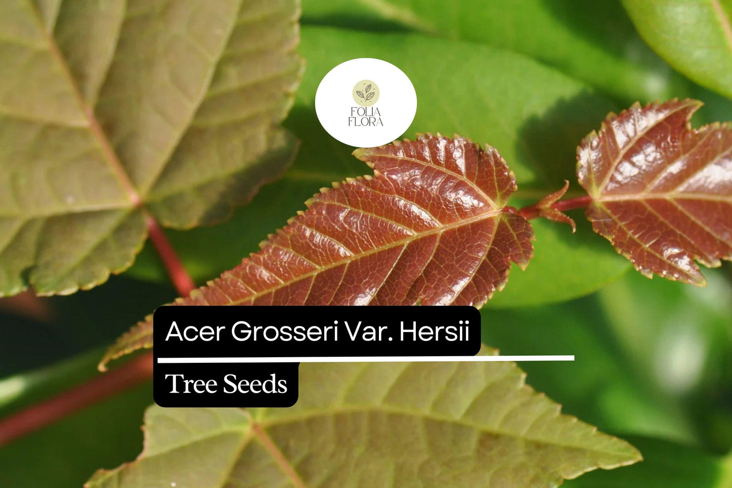Hers's Snakebark Maple Seeds - 10 Rare Acer grosseri var. Hersii - Striped Bark Tree for Ornamental Gardens, Green Foliage