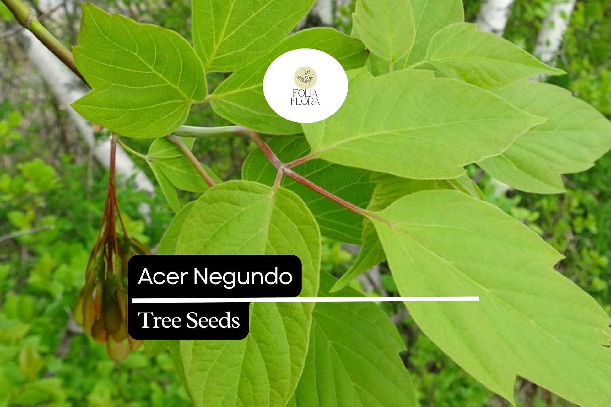 10 Seeds Boxelder Maple Tree, Fast-Growing Shade Tree, Acer negundo, Green Foliage, Yellow Fall Color, Low Maintenance