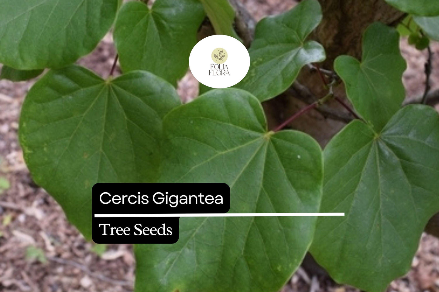 Giant Redbud Tree Seeds - 10 Seeds Cercis gigantea with Pink Blossoms, Rare Ornamental Deciduous Tree for Gardens and Landscapes