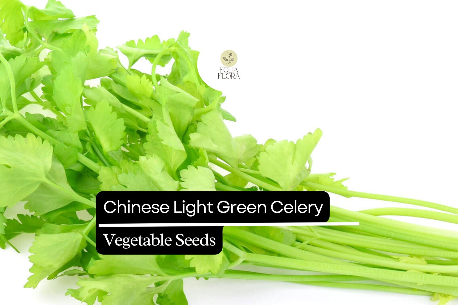 500 Seeds Chinese Light Green Celery, Heirloom Variety, Mild Flavor, Crisp Stalks, Apium graveolens, Ideal for Stir-Fries and Salads