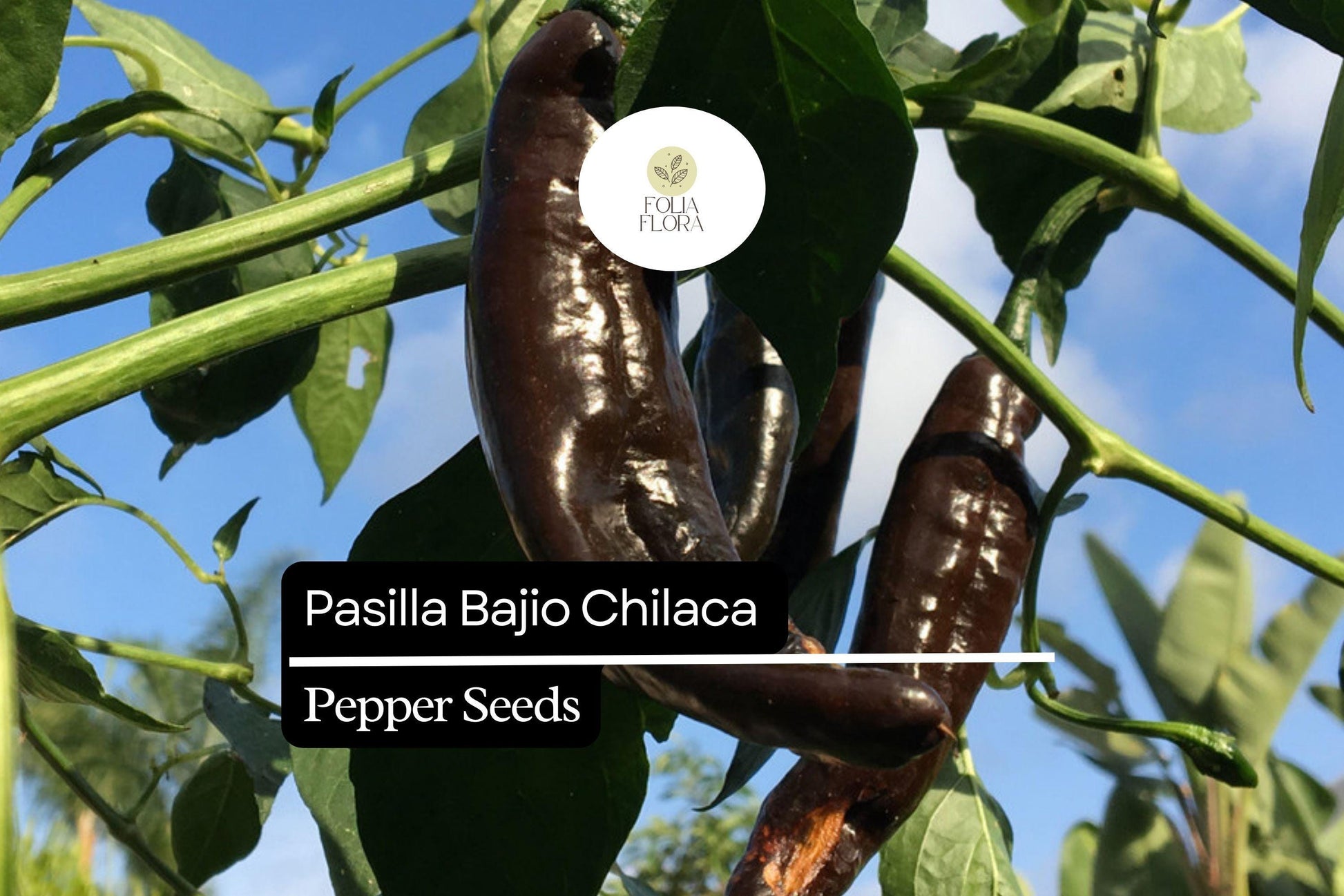 25 Seeds Pasilla Bajio Chilaca Pepper, Mild Smoky Flavor, Capsicum annuum, Ideal for Salsas & Sauces, Heirloom Chili Seeds