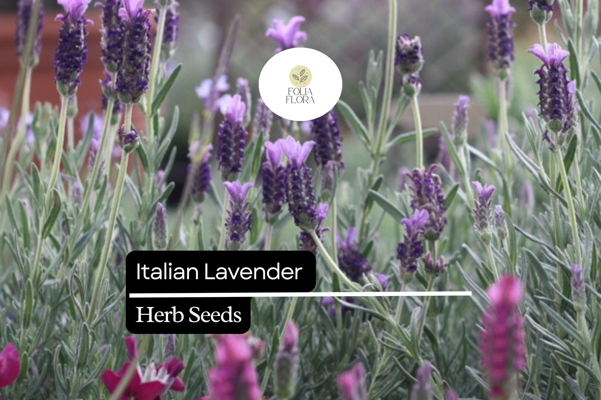 Italian Lavender Seeds - 50 Pack, Fragrant Purple Herb, Lavandula stoechas, Drought-Tolerant, Pollinator-Friendly Plant