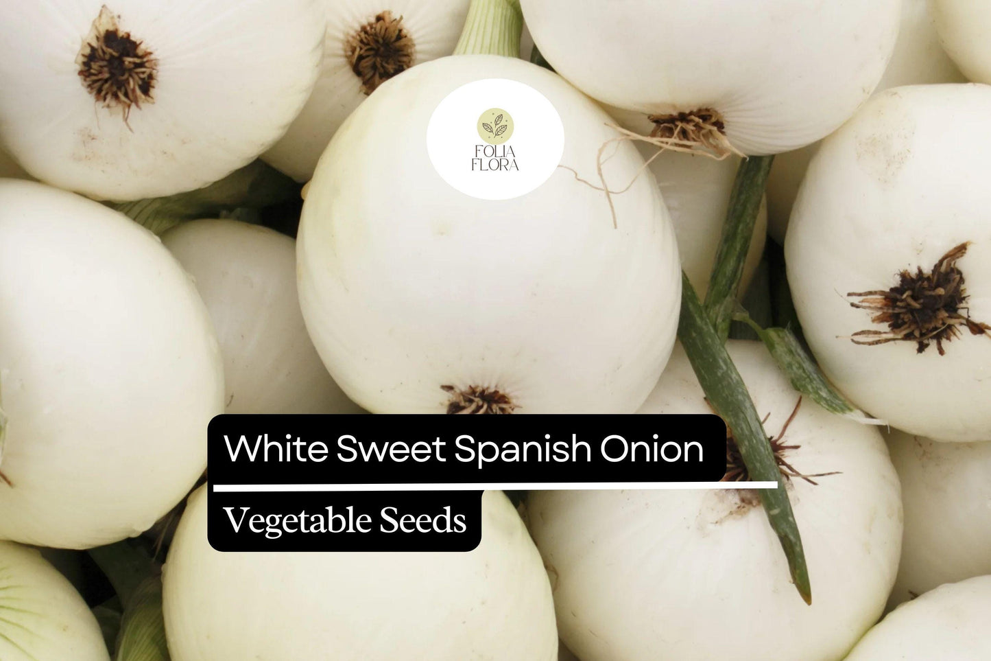 200 Seeds White Sweet Spanish Onion, Heirloom, Mild Flavor, Allium Cepa