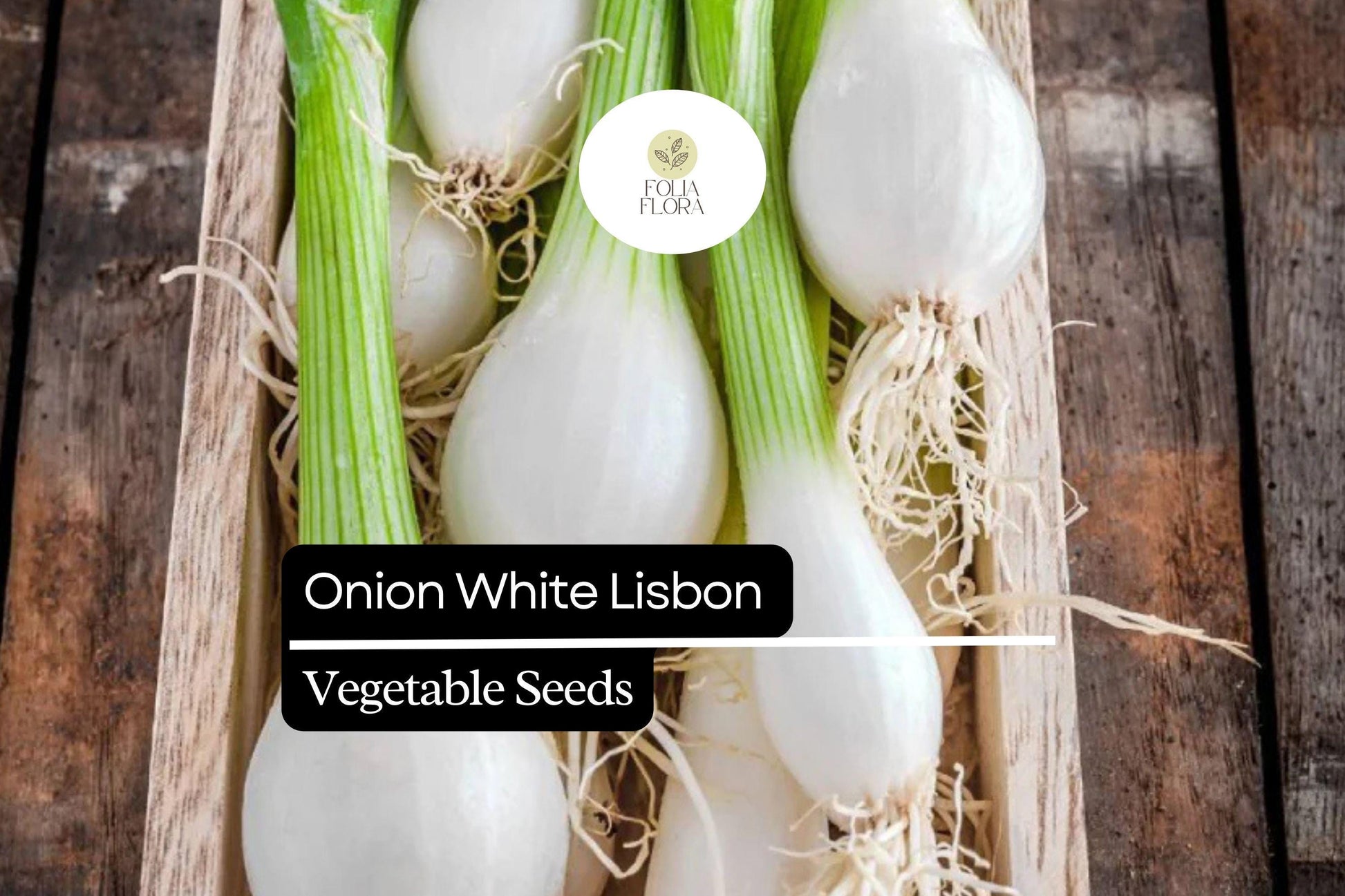 White Lisbon Onion Seeds - 250 Pack - Mild & Crisp Bunching Onion (Allium cepa) for Fresh Eating & Cooking