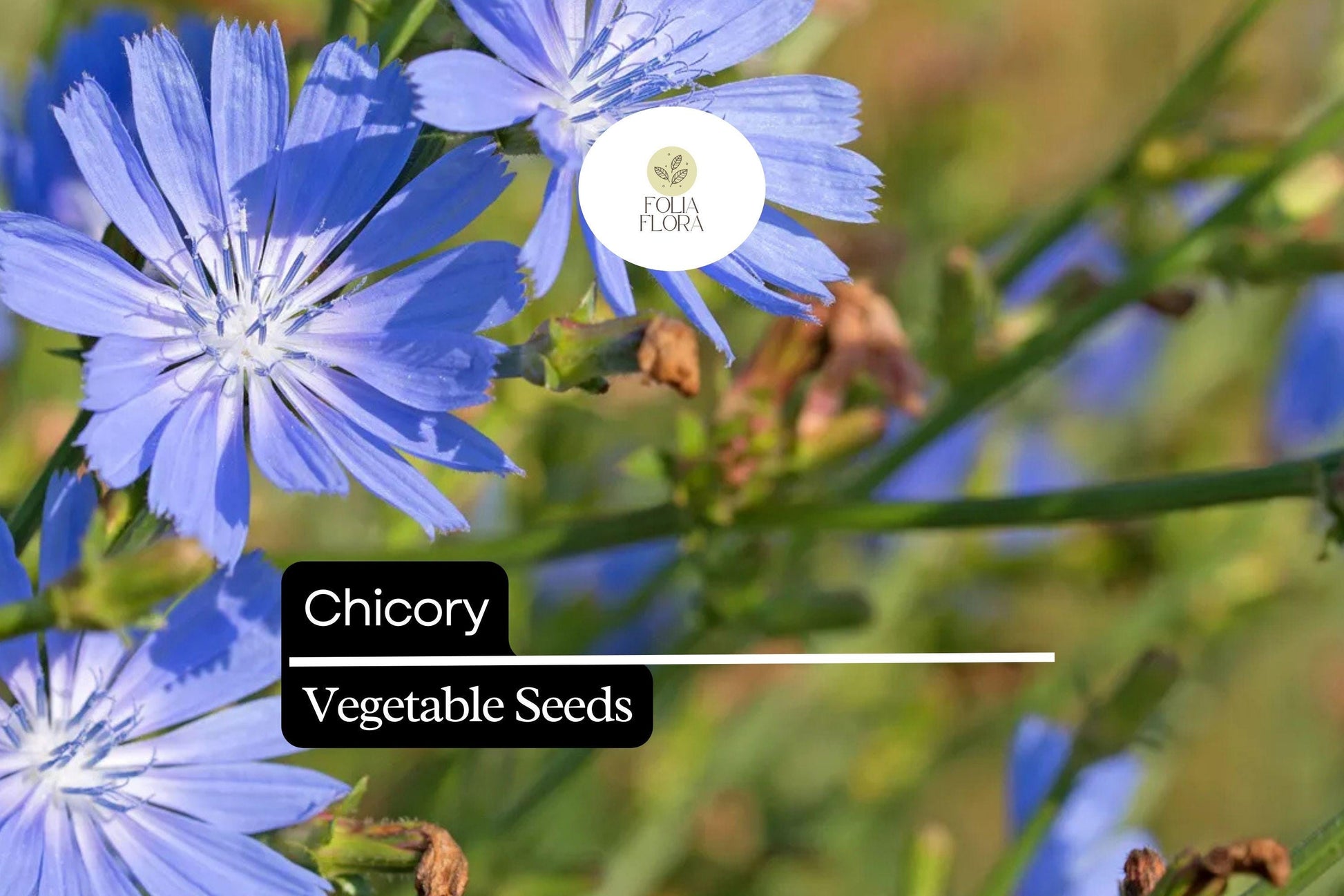 Chicory Seeds 6000 Heirloom Edible Greens & Roots Cichorium Intybus Drought-Tolerant Pollinator-Friendly Garden Plant