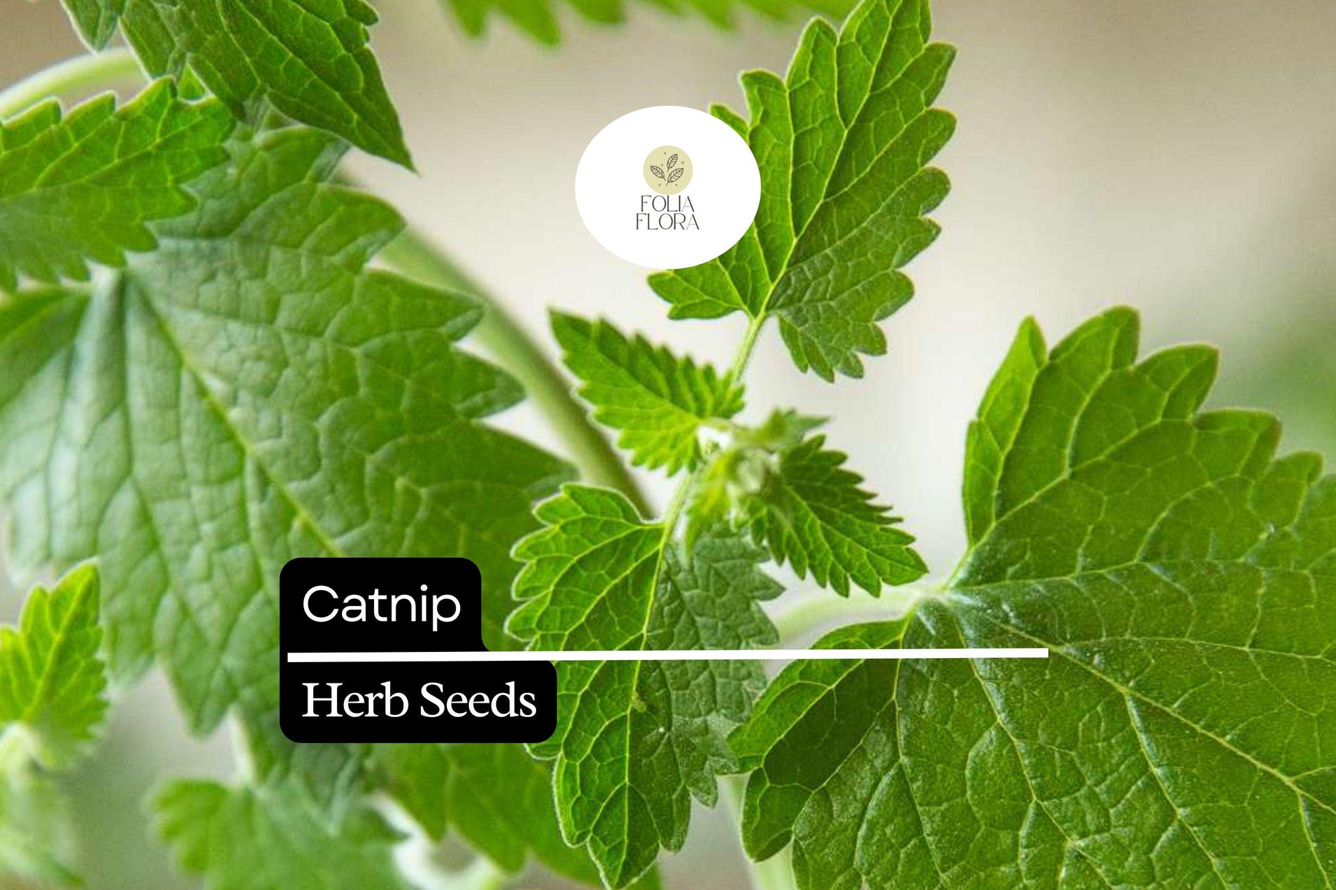 Catnip Seeds 2000 Count - Nepeta Cataria, Aromatic Herb for Cats, Lavender Flowers, Drought-Tolerant, Low-Maintenance