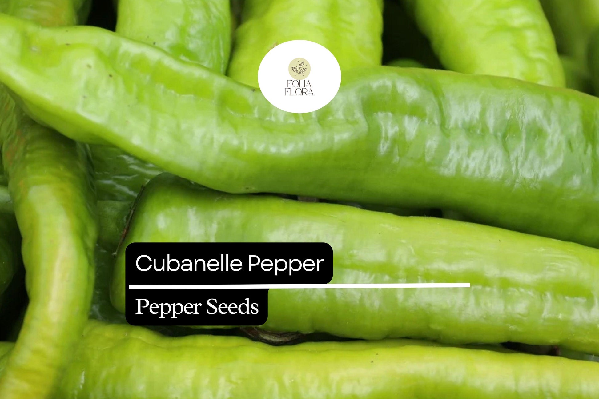 30 Seeds Cubanelle Pepper, Sweet Mild Heirloom, Capsicum Annuum, Versatile for Frying and Stuffing, Green to Orange-Red