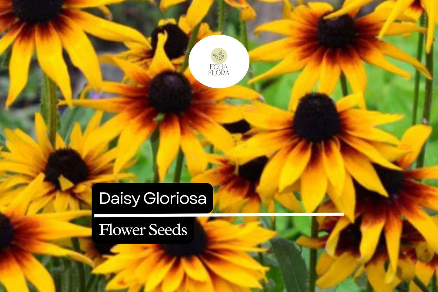 500 Seeds Daisy Gloriosa, Bright Yellow-Orange Perennial Wildflowers, Rudbeckia Hirta, Pollinator-Friendly, Drought-Tolerant