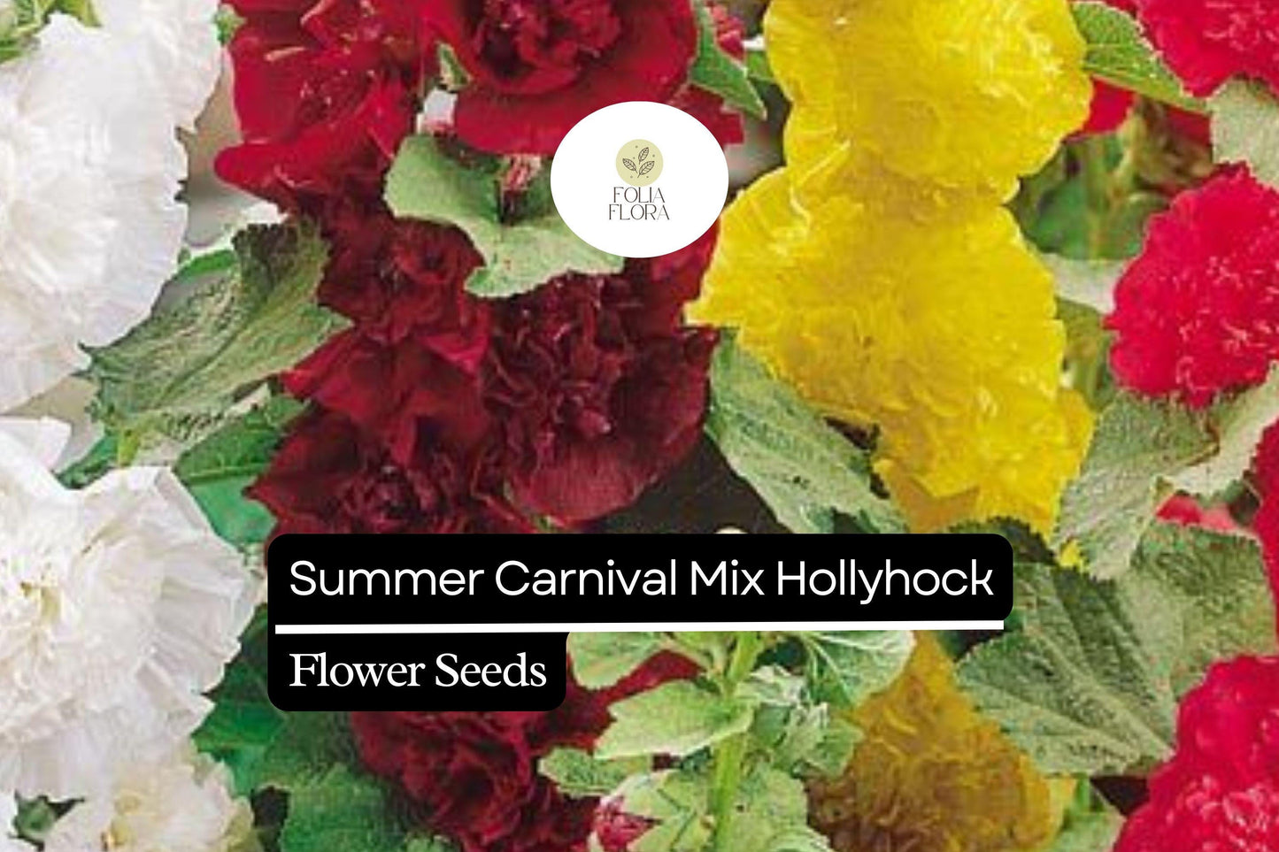 Hollyhock Seeds - Summer Carnival Mix - Double Blooms in Red, Pink, Yellow, White - Alcea rosea - Cottage Garden, Pollinator-Friendly