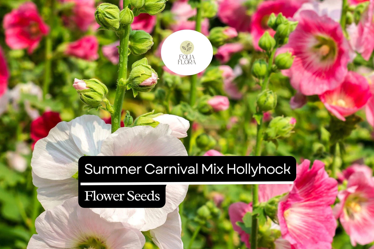 Hollyhock Seeds 500 Count - Summer Carnival Mix - Alcea rosea - Ruffled Double Blooms - Pollinator-Friendly Cottage Garden Flowers