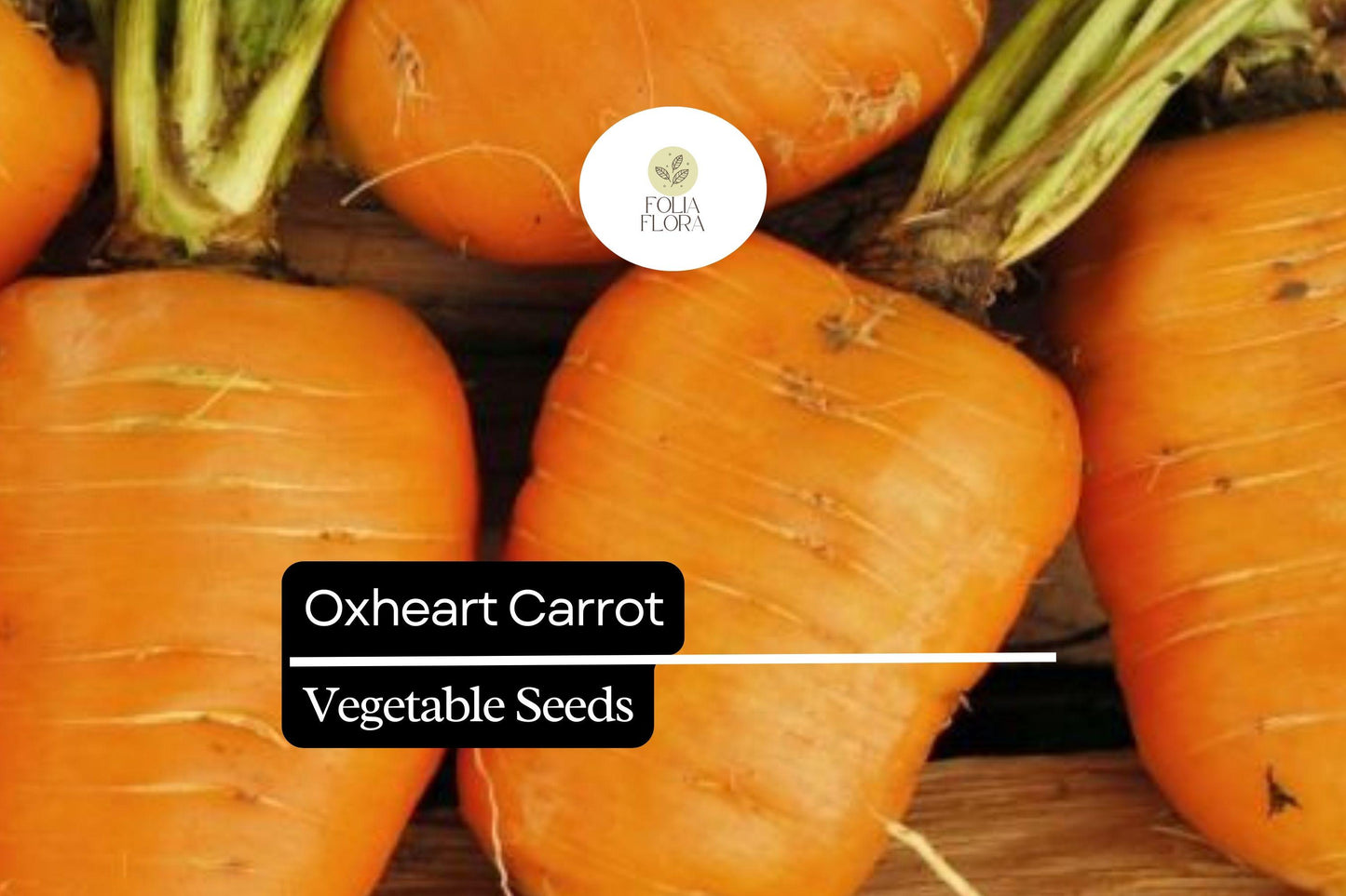 Oxheart Carrot Seeds - Heirloom Variety for Heavy Soils - Daucus carota - Short, Thick, Heart-Shaped, Sweet Flavor