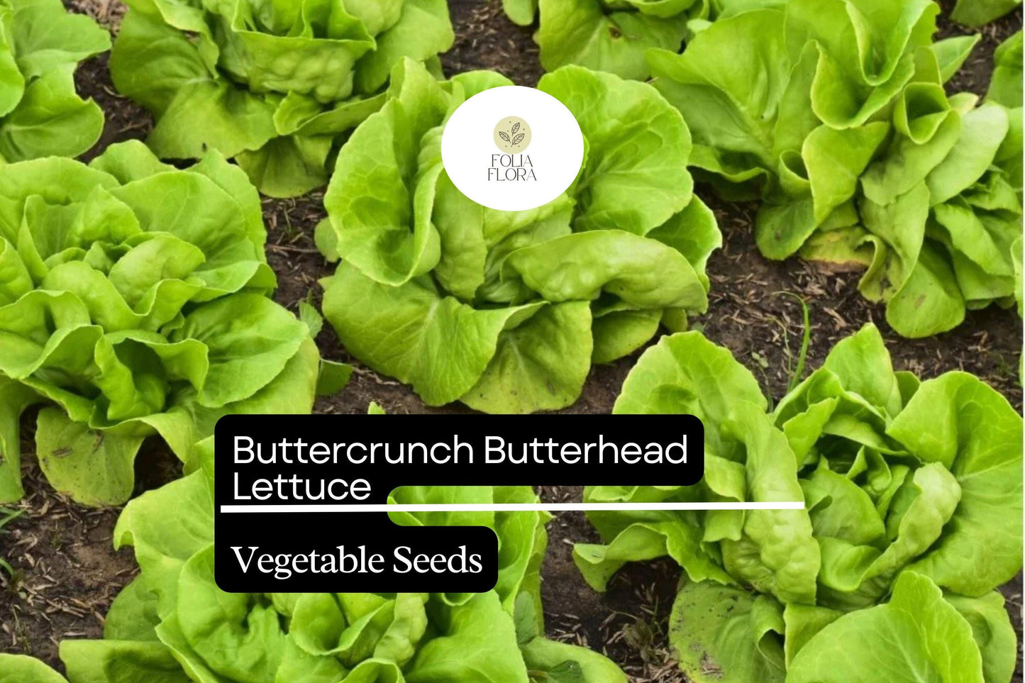 500 Seeds Buttercrunch Lettuce, Vibrant Green, Crisp Texture, Sweet Flavor, Lactuca Sativa - Perfect for Garden or Container