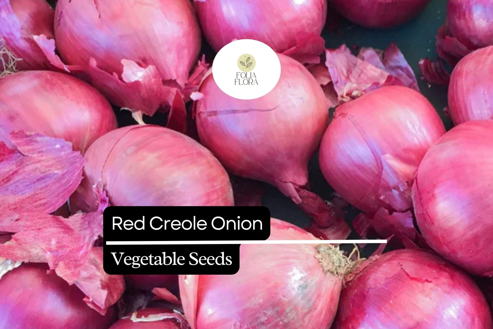 Red Creole Onion Seeds - 200 Heirloom Seeds, Deep Red, Flavorful Allium Cepa for Cooking & Long-Term Storage