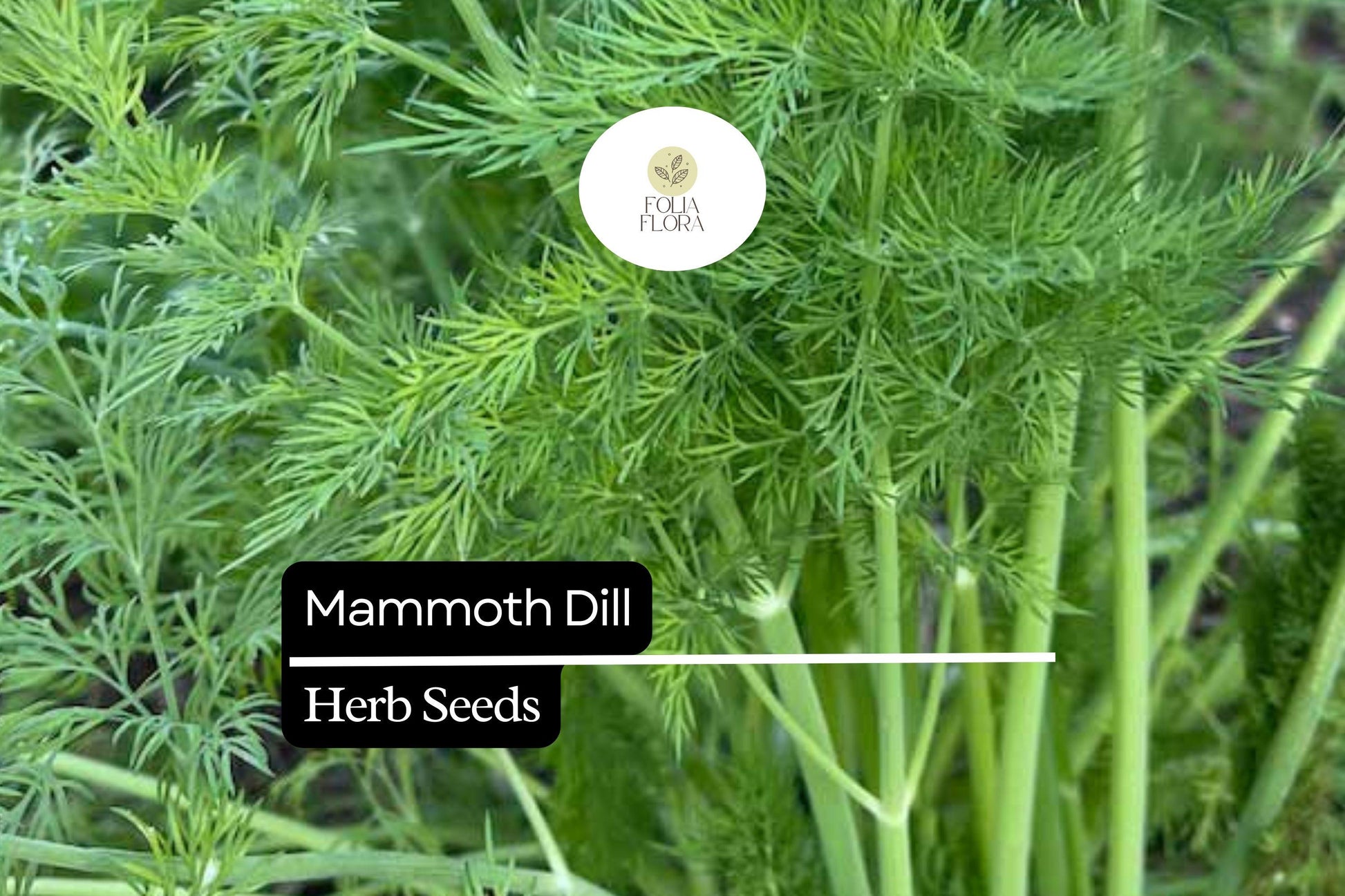 500 Seeds Mammoth Dill, Aromatic Herb for Culinary Use, Pollinator-Friendly, Anethum graveolens, Edible Green Foliage