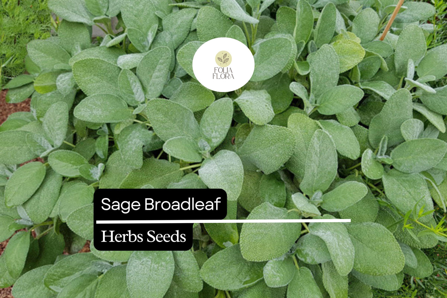 Sage Broadleaf Seeds - 50 Count - Aromatic Culinary Herb, Salvia Officinalis, Drought-Tolerant, Easy to Grow
