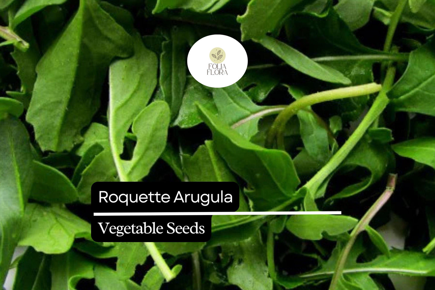 Roquette Arugula Seeds - 500 Pack - Fast-Growing Peppery Greens - Eruca vesicaria for Salads and Gourmet Dishes