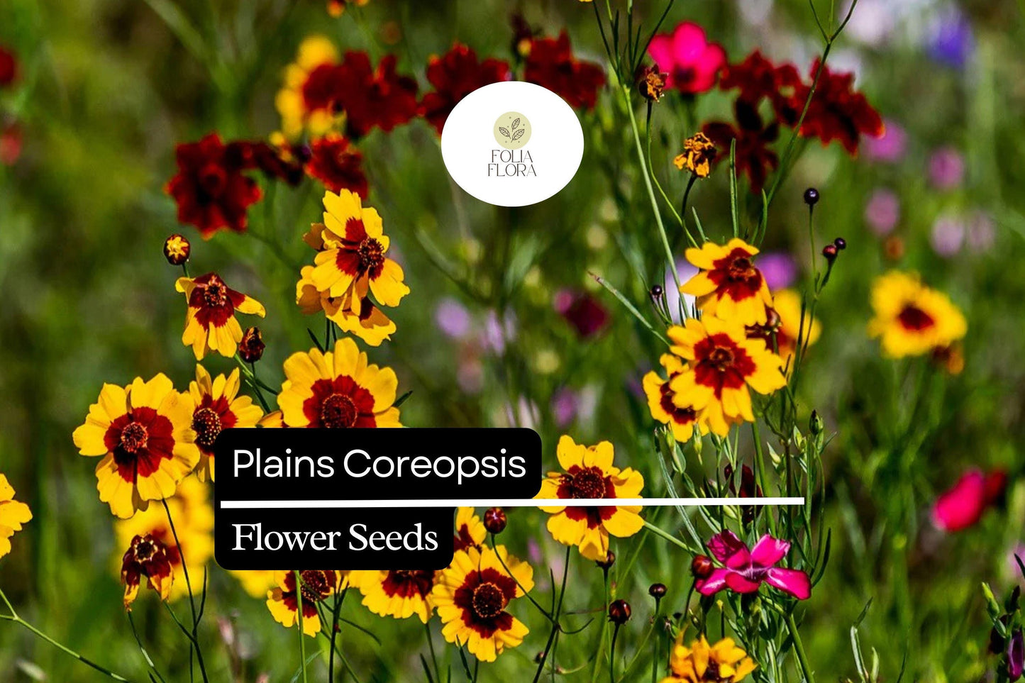 Plains Coreopsis Seeds, Vibrant Yellow & Red Wildflowers, Coreopsis tinctoria, Pollinator-Friendly Annual for Gardens