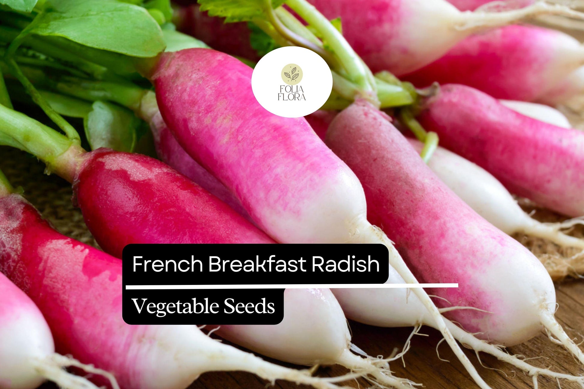 French Breakfast Radish Seeds - 200 Heirloom Seeds, Quick-Growing, Crisp Texture, Raphanus sativus, Red and White Roots
