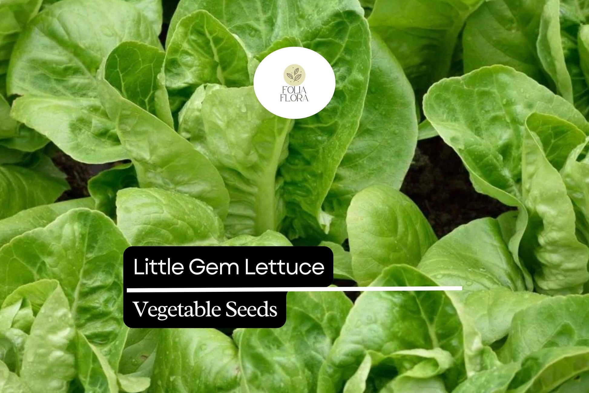 Little Gem Lettuce Seeds - Mini Romaine, Sweet & Crisp - Lactuca sativa - Fast-Growing, Compact Variety for Containers