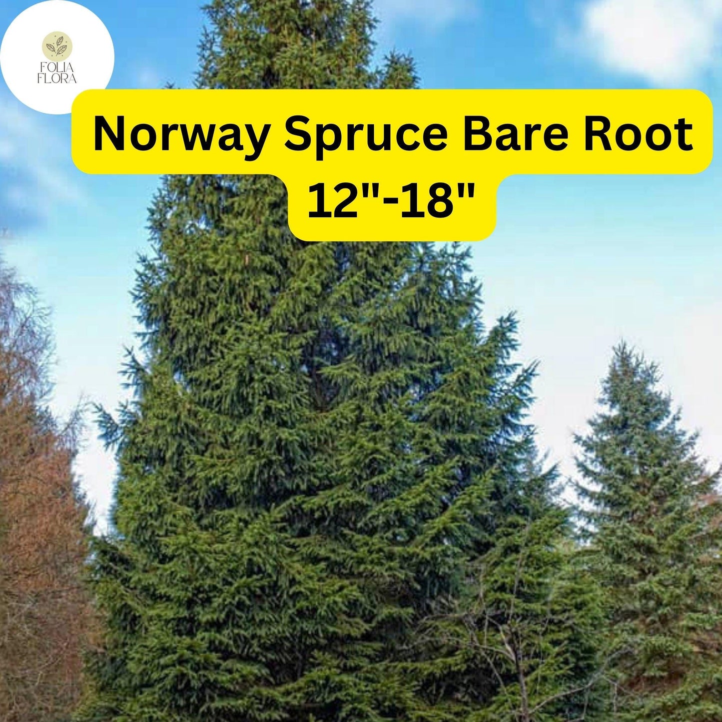 Live Norway Spruce Tree, 12"-18" Bare Root, Fast-Growing Evergreen (Picea abies), Dark Green Foliage for Privacy Screens & Windbreaks