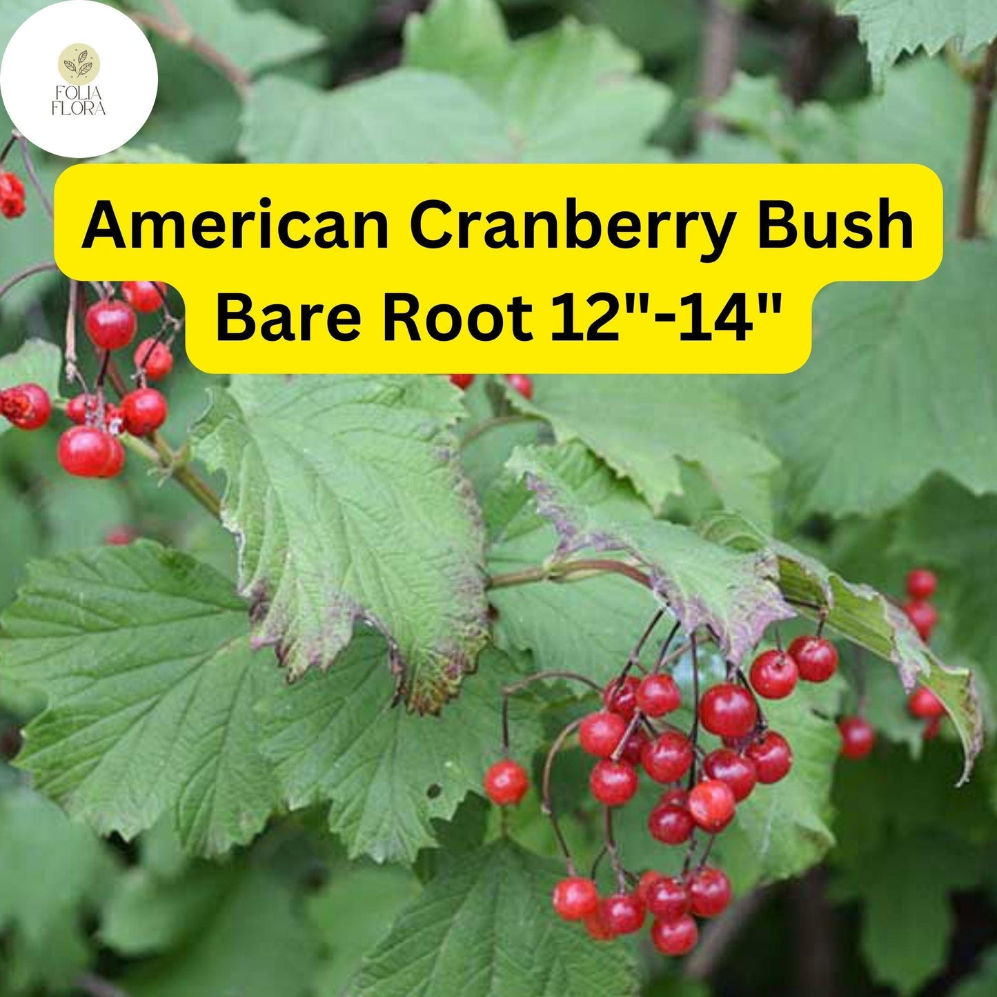 American Cranberry Bush Shrub 12"-14" Edible Red Berries Viburnum trilobum, Hardy Plant for Hedges & Wildlife Attraction