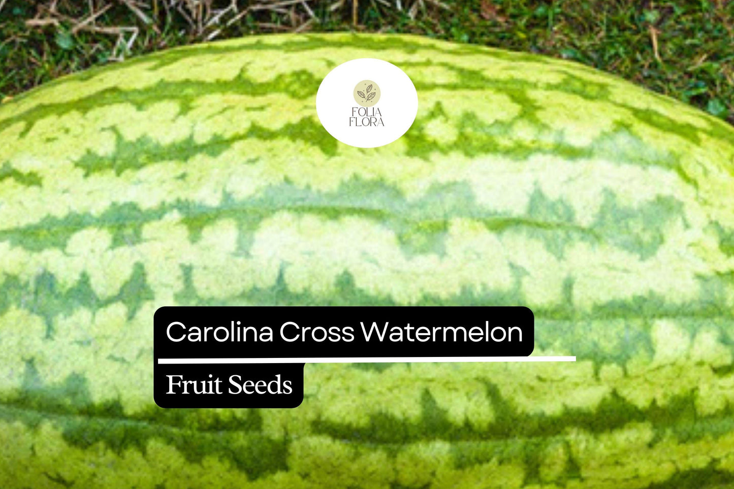 Carolina Cross Watermelon Seeds - Giant Sweet Fruit, Heirloom Variety, Citrullus lanatus, Ideal for Competitions and Gardens