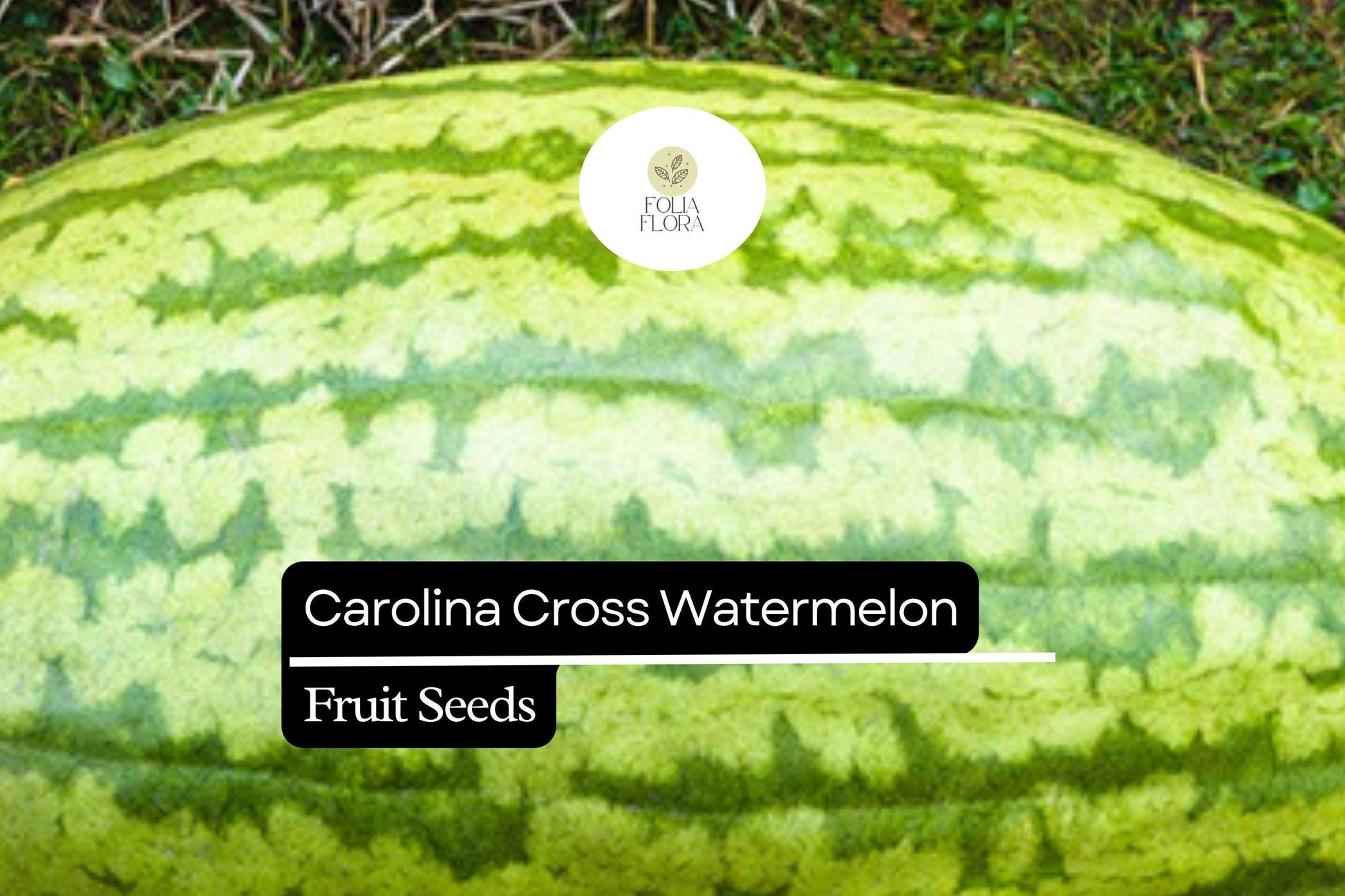 Carolina Cross Watermelon Seeds - Giant Sweet Fruit, Heirloom Variety, Citrullus lanatus, Ideal for Competitions and Gardens
