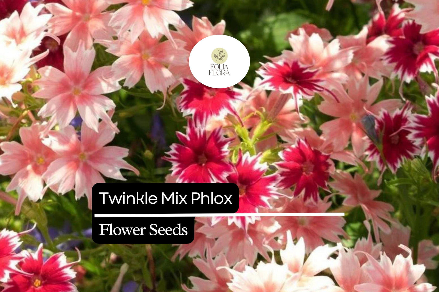 Twinkle Mix Phlox Seeds - Vibrant Annual Flower Variety - Phlox drummondii - Star-Shaped Blooms in Mixed Colors