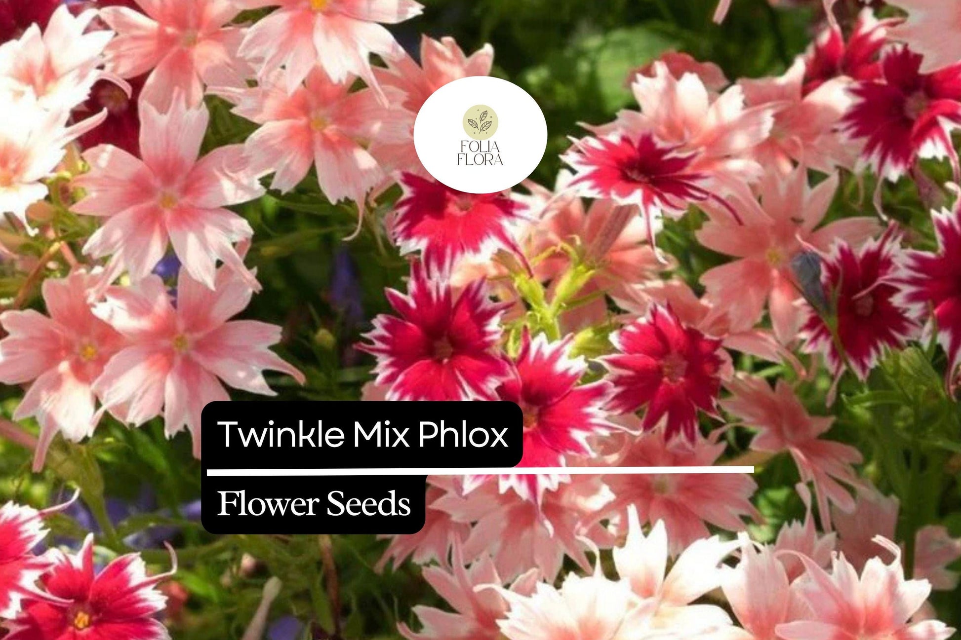 Twinkle Mix Phlox Seeds - Vibrant Annual Flower Variety - Phlox drummondii - Star-Shaped Blooms in Mixed Colors
