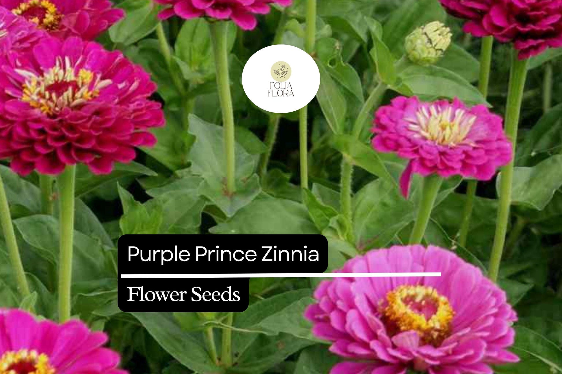 Purple Prince Zinnia Seeds - Deep Purple Blooms, Pollinator-Friendly, Zinnia elegans, Heat-Tolerant Annual