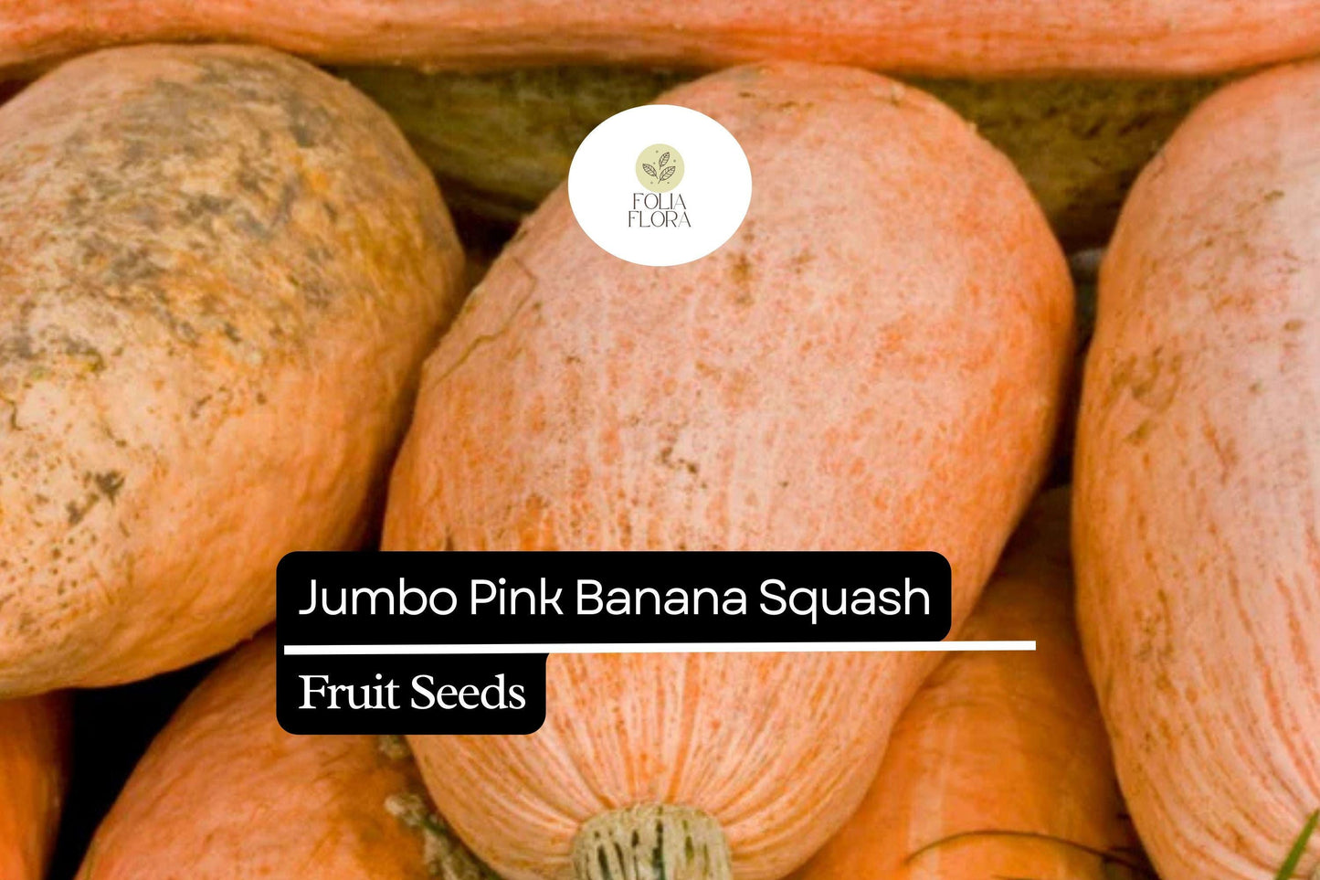 Jumbo Pink Banana Squash Seeds – Heirloom Variety, Sweet Flavor, Cucurbita maxima, 10 Seeds for Vegetable Garden