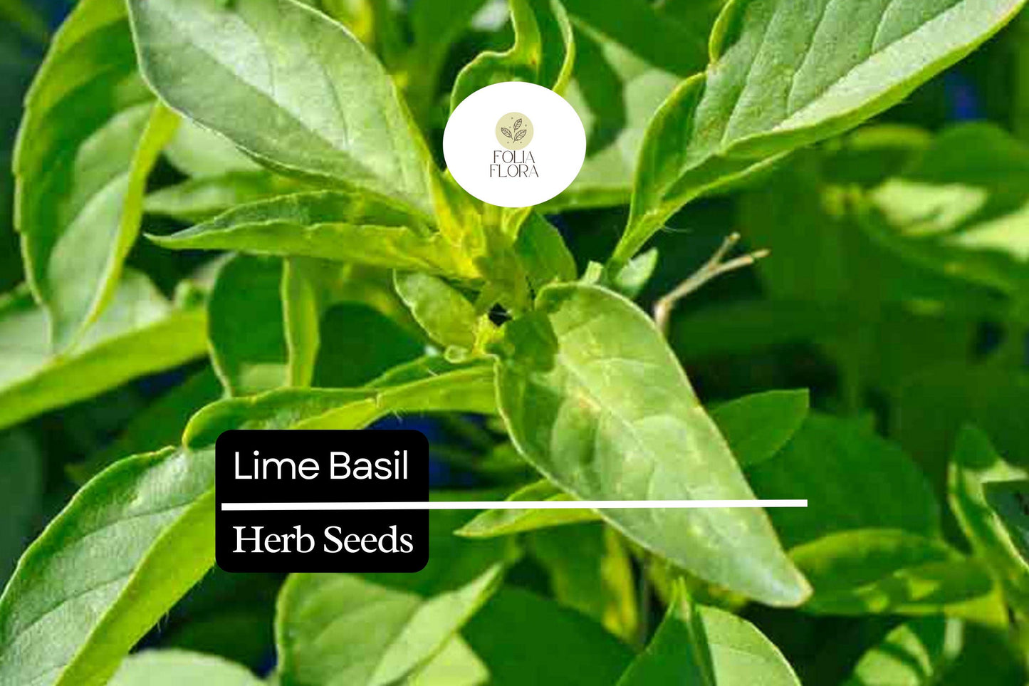 500 Seeds Lime Basil - Citrus-Scented Herb for Culinary Use - Ocimum basilicum - Easy to Grow, Compact, Aromatic Green Leaves