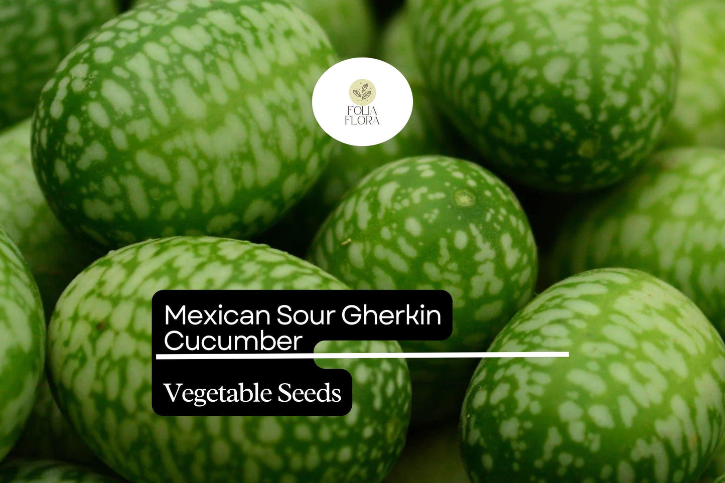 Mexican Sour Gherkin Cucumber Seeds - Tiny Heirloom Variety (Melothria scabra) - Perfect for Snacking & Pickling