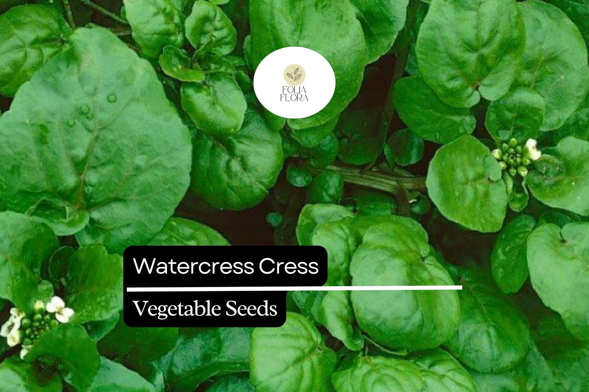 Watercress Seeds 2000 Count - Nutrient-Packed Aquatic Green for Salads - Nasturtium officinale - Fast-Growing Culinary Herb