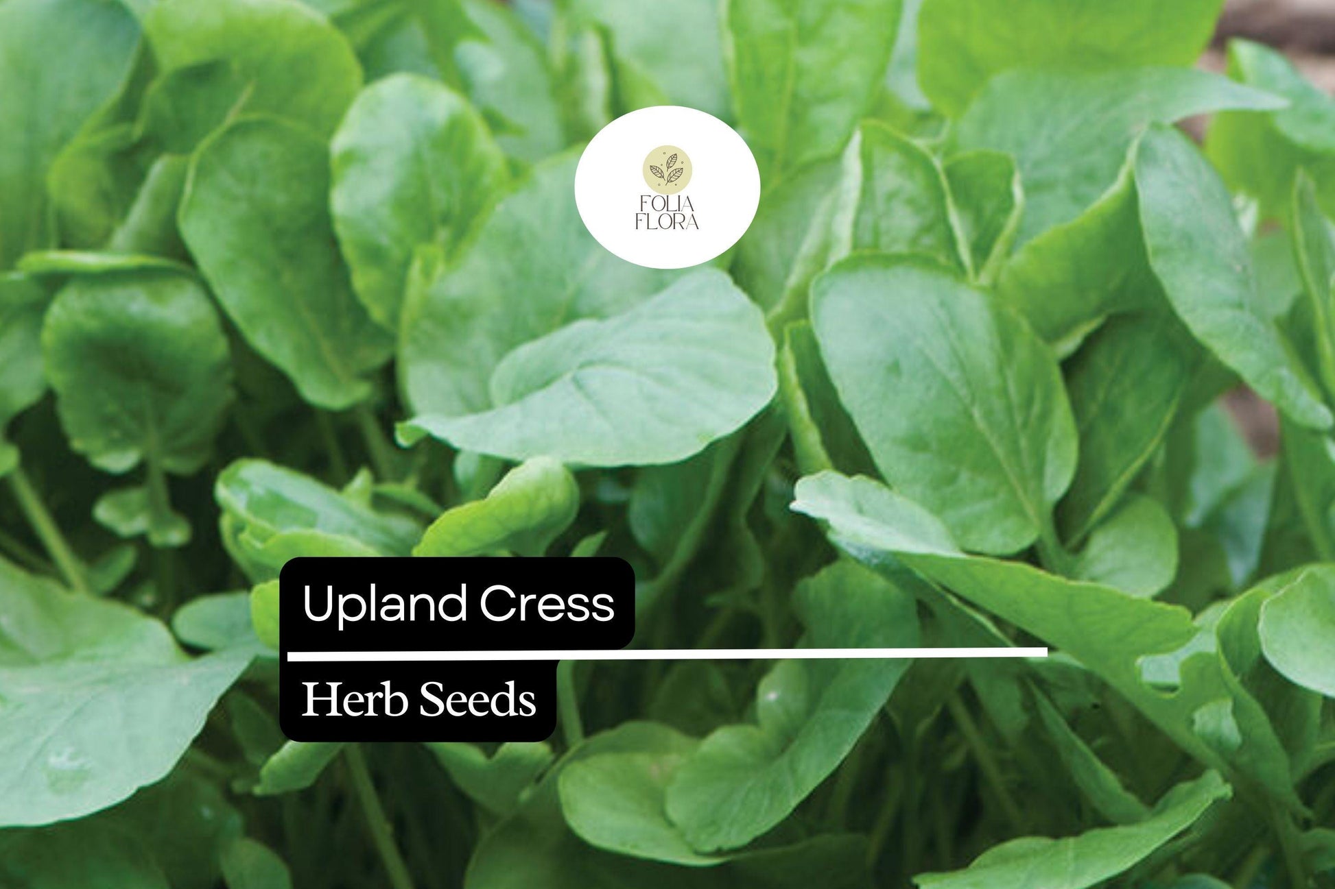 Upland Cress Seeds (1000 Seeds) - Nutrient-Packed Herb for Salads & Microgreens, Barbarea verna - Fast Growing, Peppery Flavor