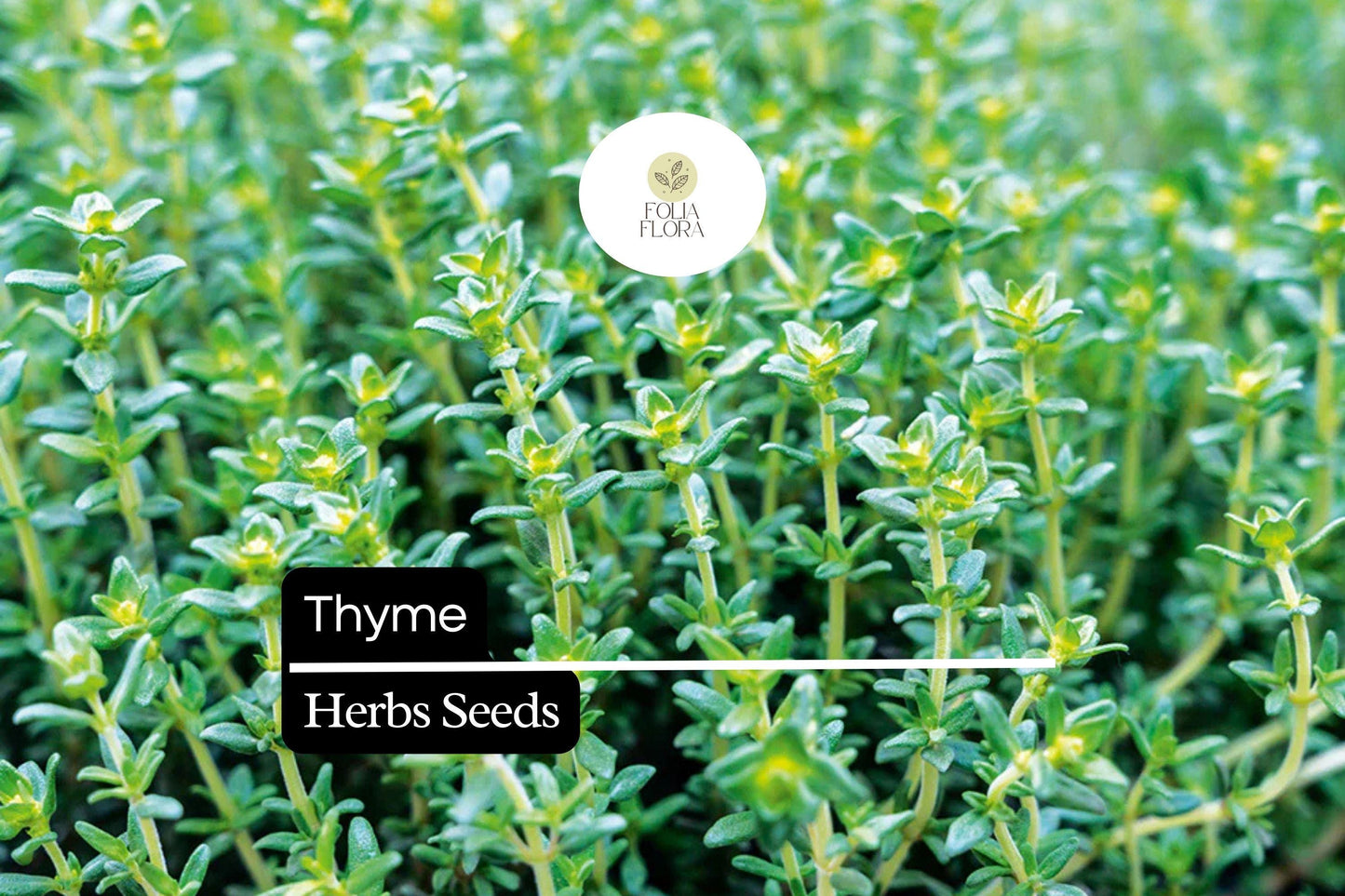 2200 Seeds Thyme Herb - Culinary, Aromatic, Pollinator-Friendly - Thymus vulgaris - Green Foliage, Purple Flowers for Gardens