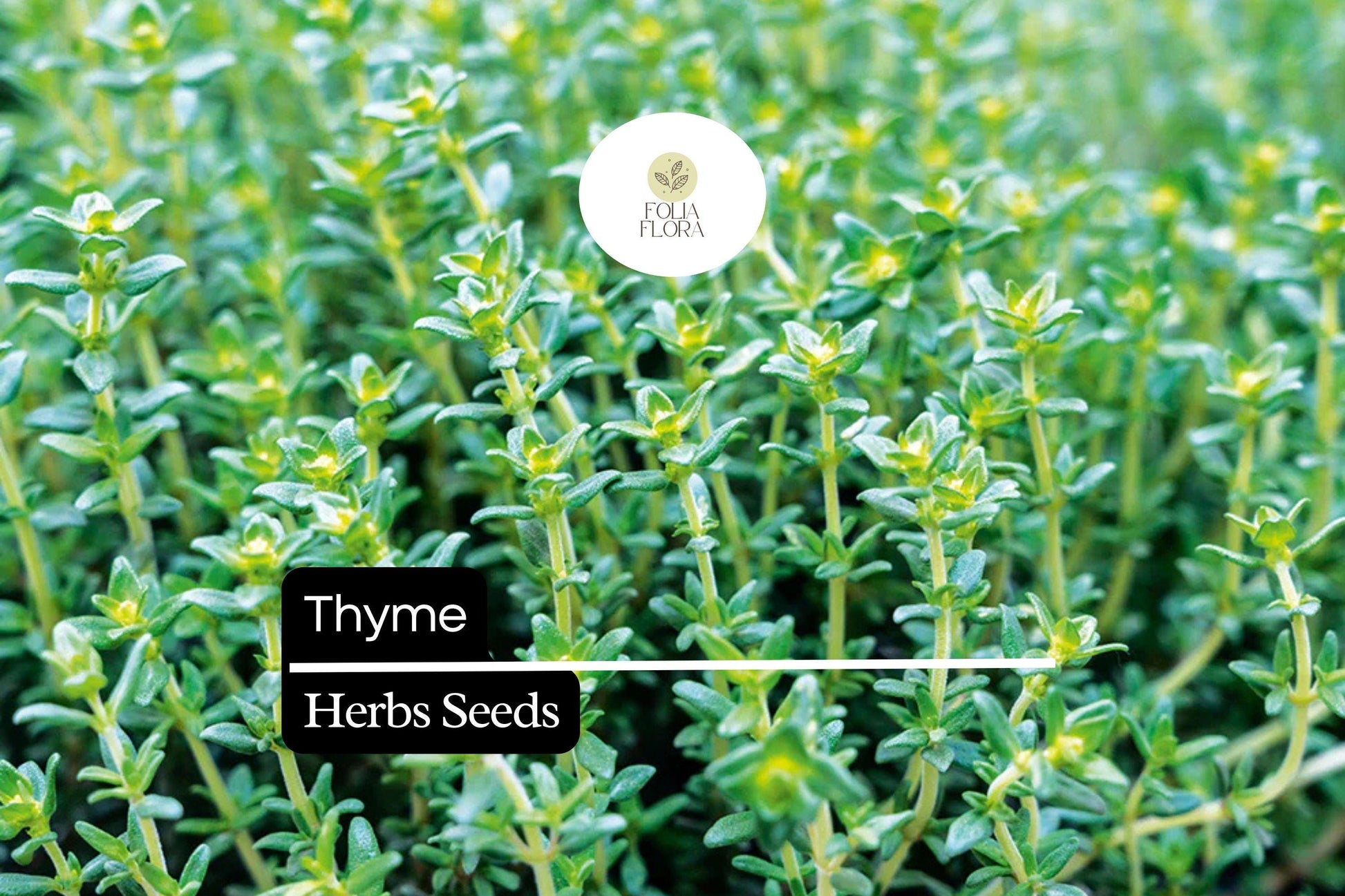 2200 Seeds Thyme Herb - Culinary, Aromatic, Pollinator-Friendly - Thymus vulgaris - Green Foliage, Purple Flowers for Gardens