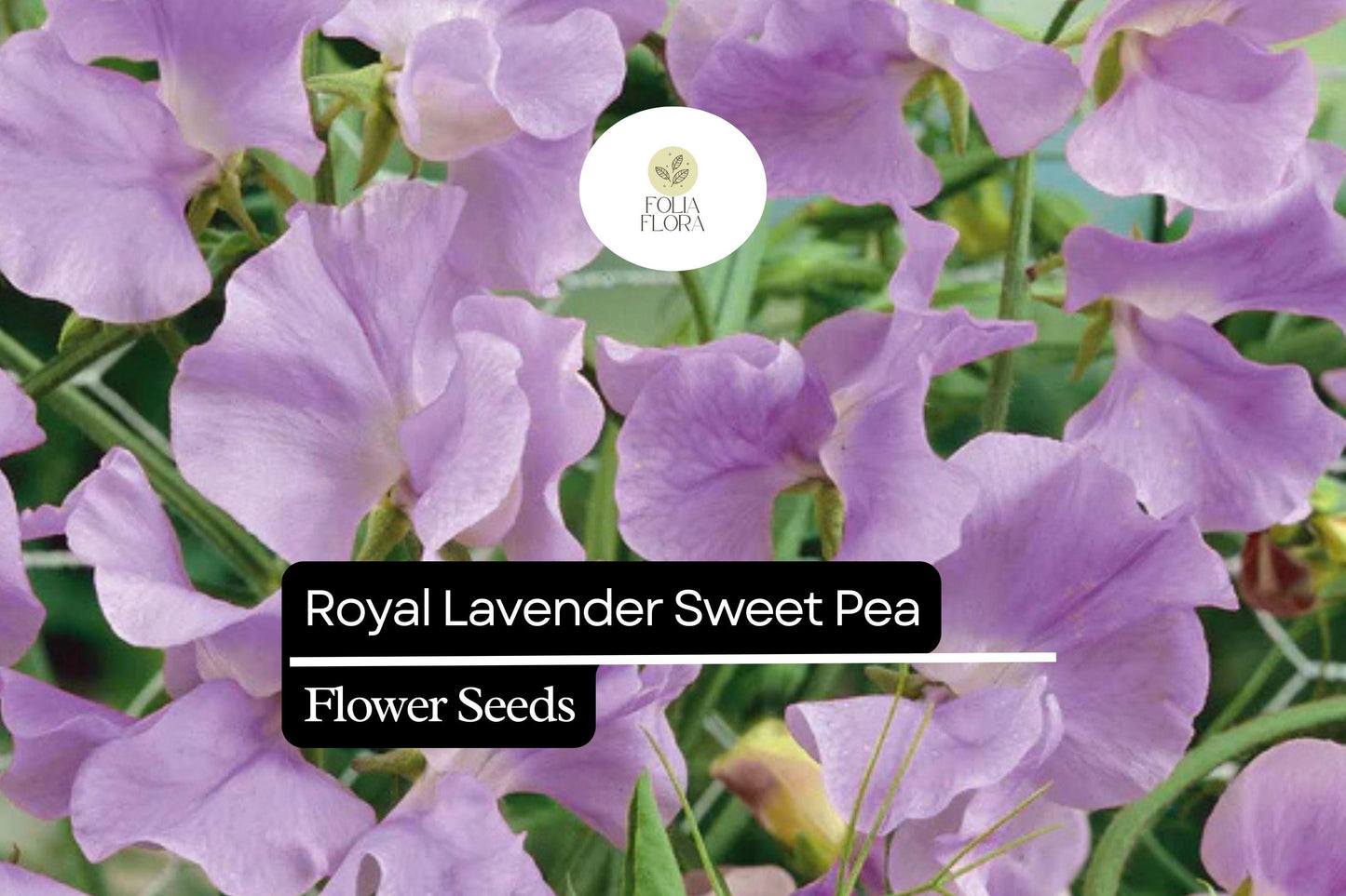 Royal Lavender Sweet Pea Seeds - Fragrant Lavender-Purple Blooms - Lathyrus odoratus for Climbing Gardens and Cut Flowers
