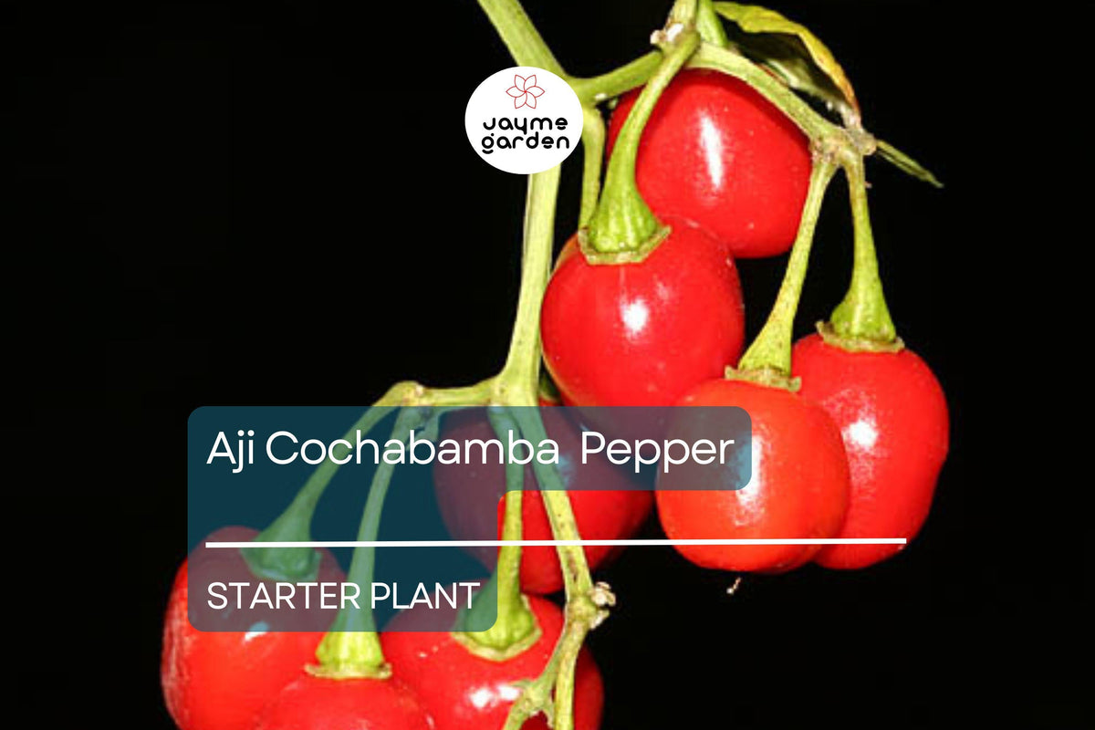 3 Aji Cochabamba Young Plants - Sweet & Spicy Pepper - Capsicum baccatum - Rare Variety for Gardens & Containers