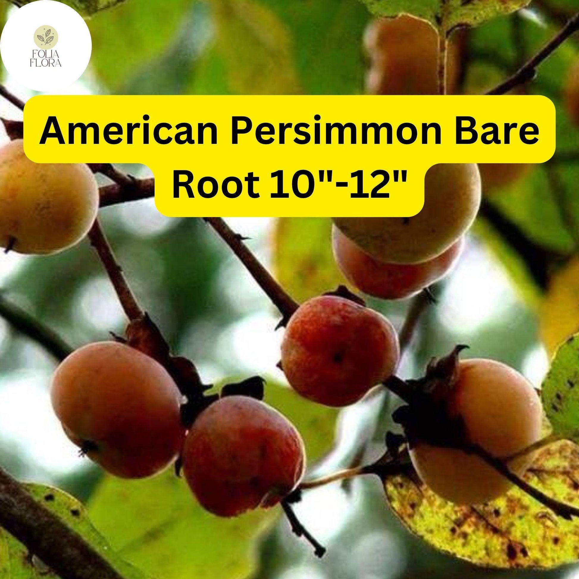 American Persimmon Tree Pack of 2 Live Bare Root Plants Diospyros virginiana Edible Fruit Green Foliage