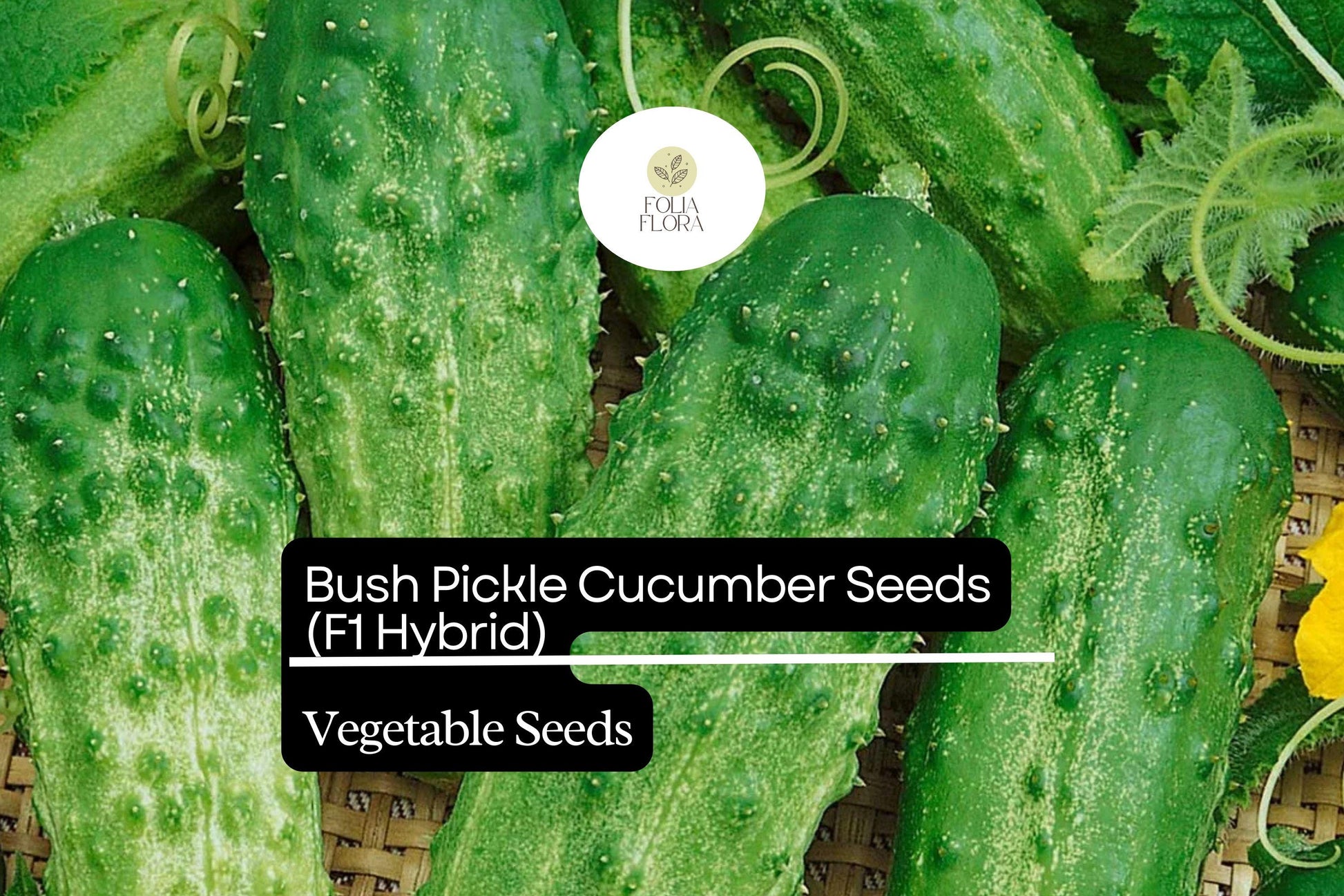 Bush Pickle Cucumber Seeds - 15 Seeds Compact F1 Hybrid (Cucumis sativus) for Small Gardens & Containers, Heat-Tolerant, High-Yield