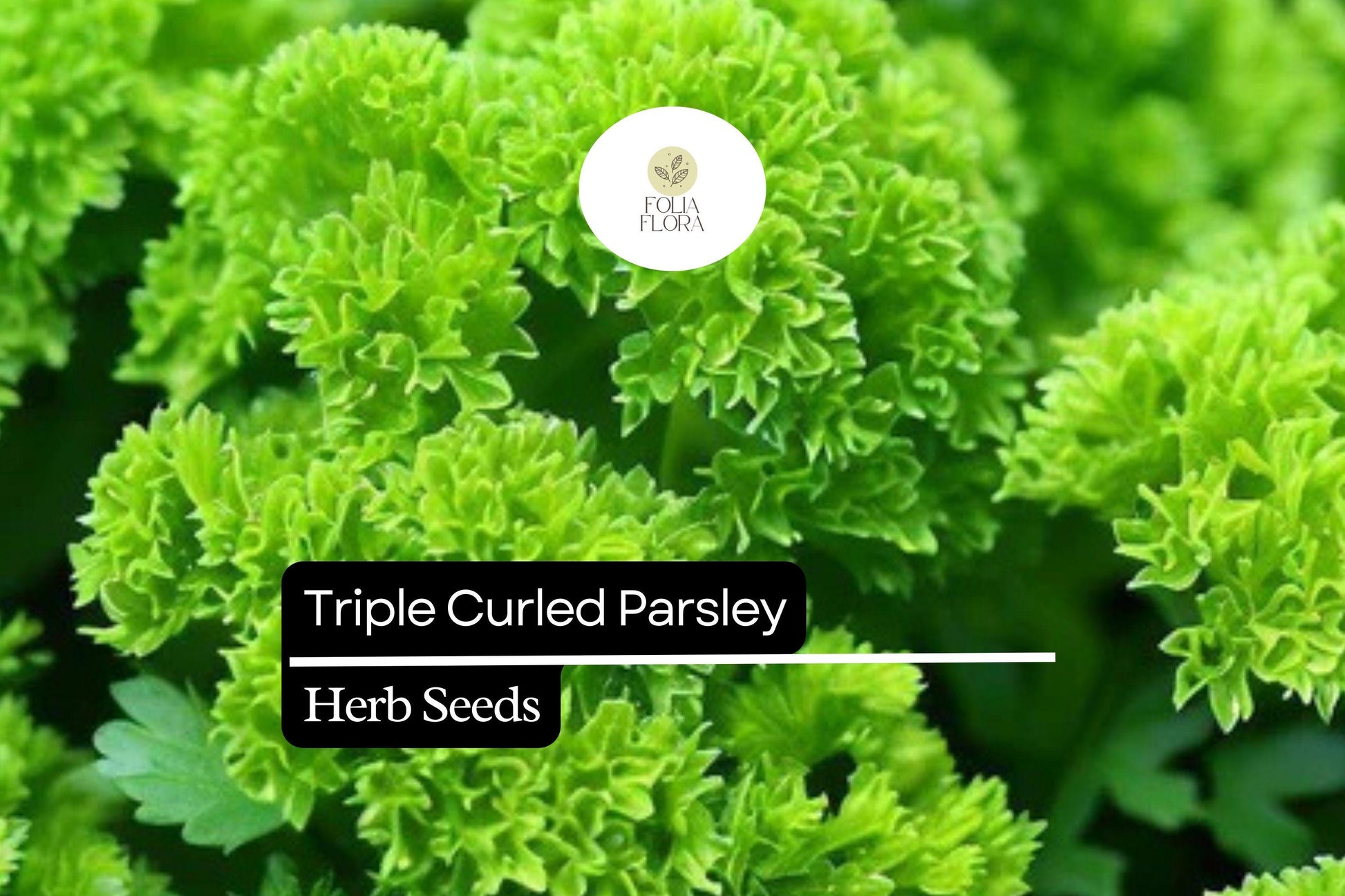 Triple Curled Parsley Seeds - Compact Culinary Herb, Vibrant Green Leaves, Petroselinum crispum for Ornamental Use