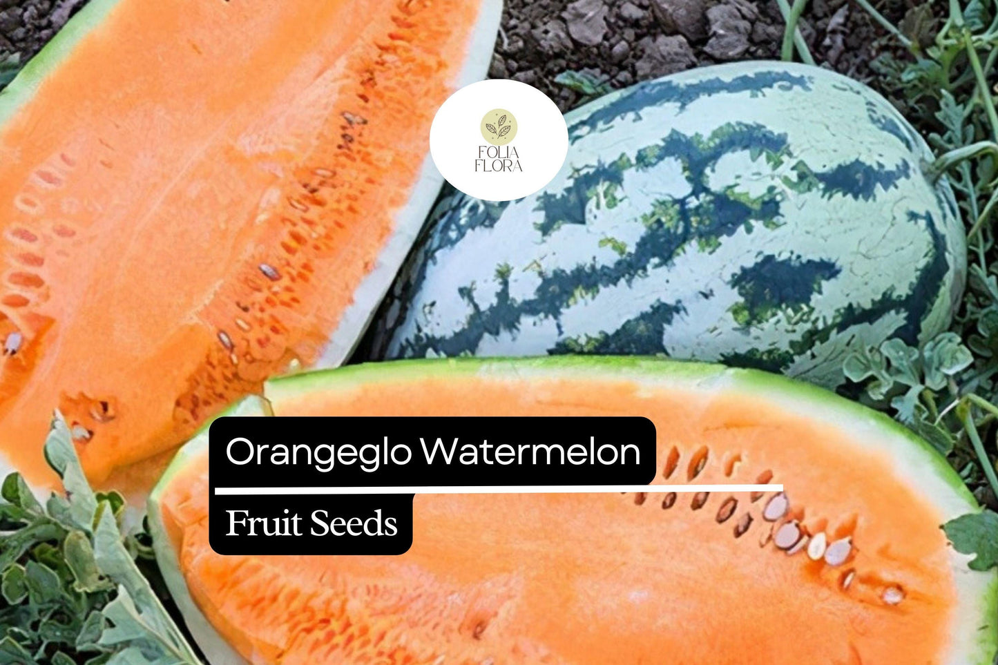 Orangeglo Watermelon Seeds - 10 Heirloom Seeds, Citrullus Lanatus, Sweet Orange Flesh, Green-Striped Rind, Summer Garden Favorite