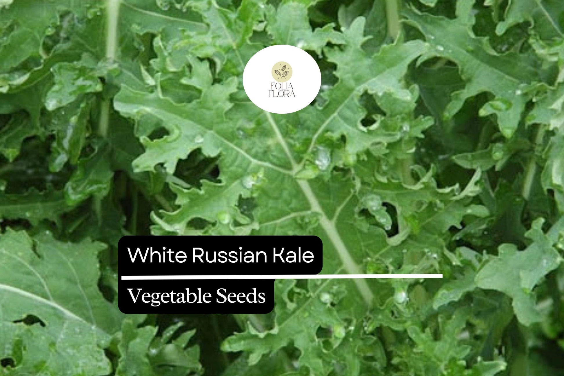 200 Seeds White Russian Kale - Frost-Hardy Brassica napus - Tender, Sweet Flavor - Ideal for Winter Gardens, Salads, and Soups