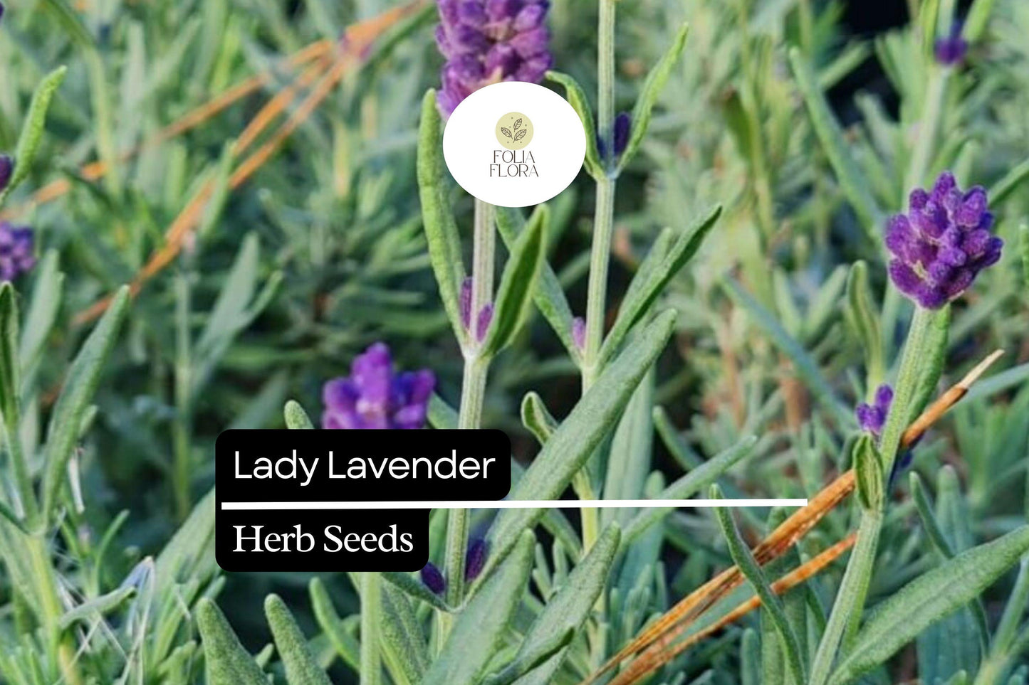 25 Seeds Lady Lavender, Violet Perennial Herb for Gardens & Aromatherapy, Lavandula angustifolia, Low Maintenance, Pollinator Friendly