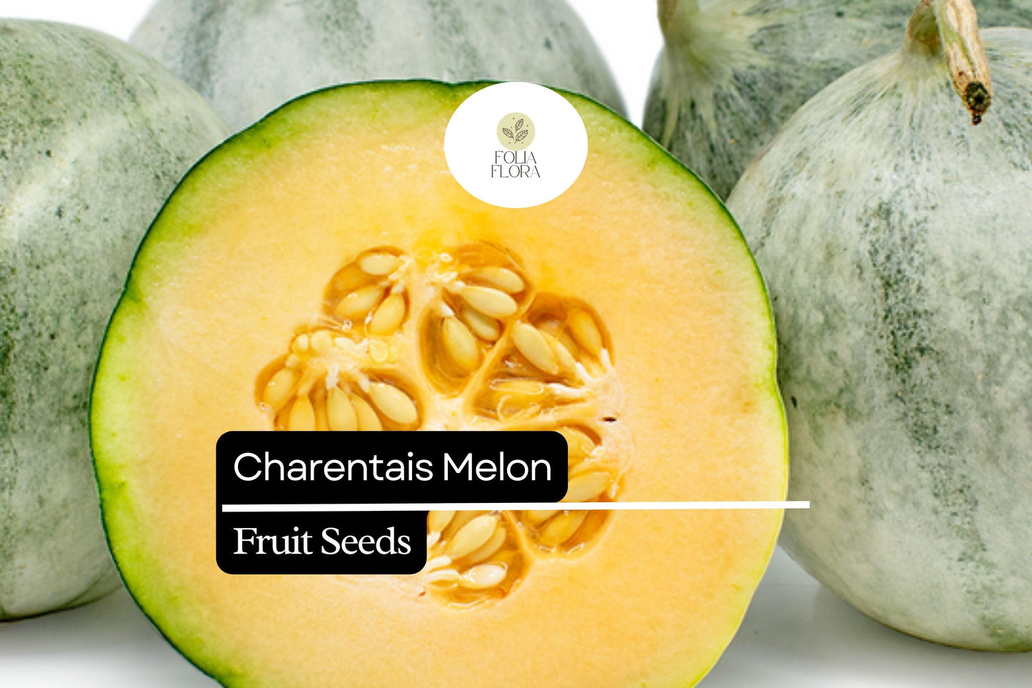 Charentais Melon Seeds - 25 Heirloom Seeds - Sweet Orange Flesh - Cucumis melo - French Gourmet Variety for Home Gardeners
