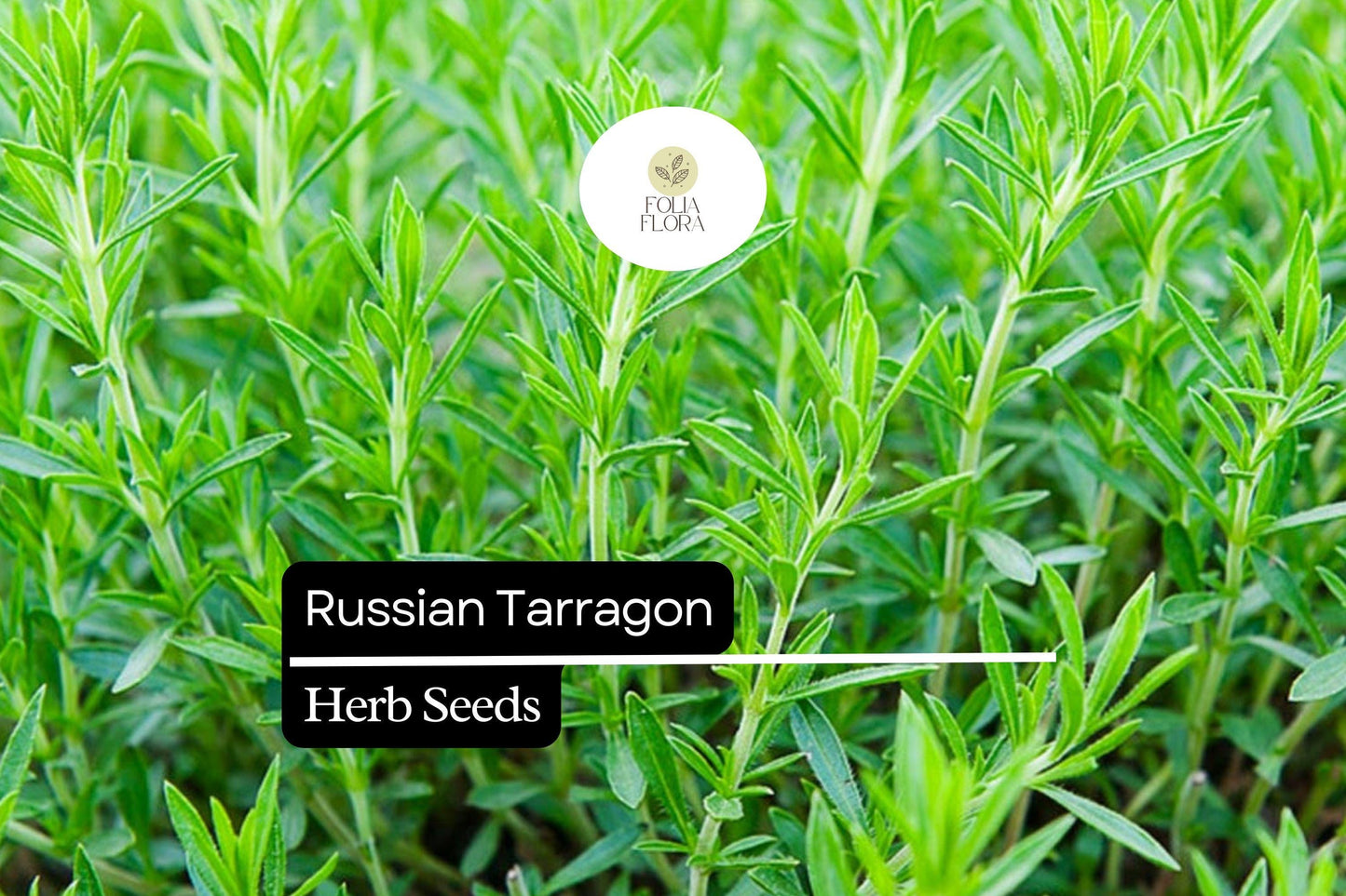 Russian Tarragon Seeds 1500 Count - Hardy Culinary Herb (Artemisia dracunculoides) - Mild Anise Flavor for Flavorful Dishes