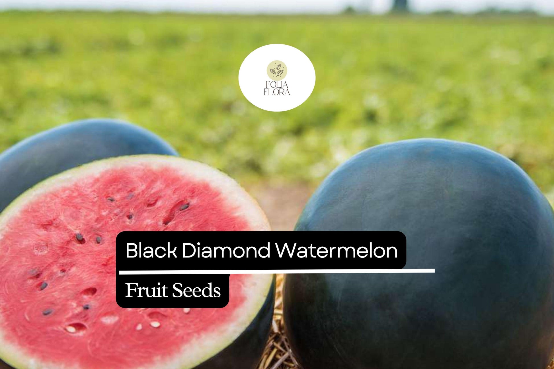 Black Diamond Watermelon Seeds - 10 Heirloom Seeds, Sweet Red Flesh, Citrullus lanatus, Perfect for Summer Picnics & High Yields
