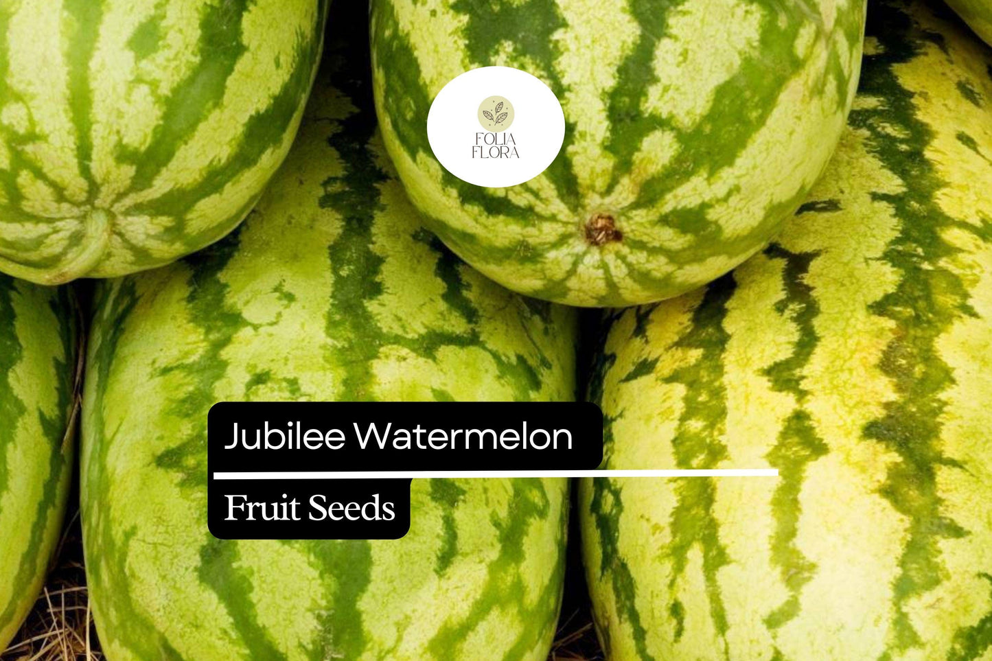 Jubilee Watermelon Seeds – 5 Heirloom Seeds, Sweet Juicy Green-Striped Fruits, Citrullus lanatus, Perfect for Summer Harvest