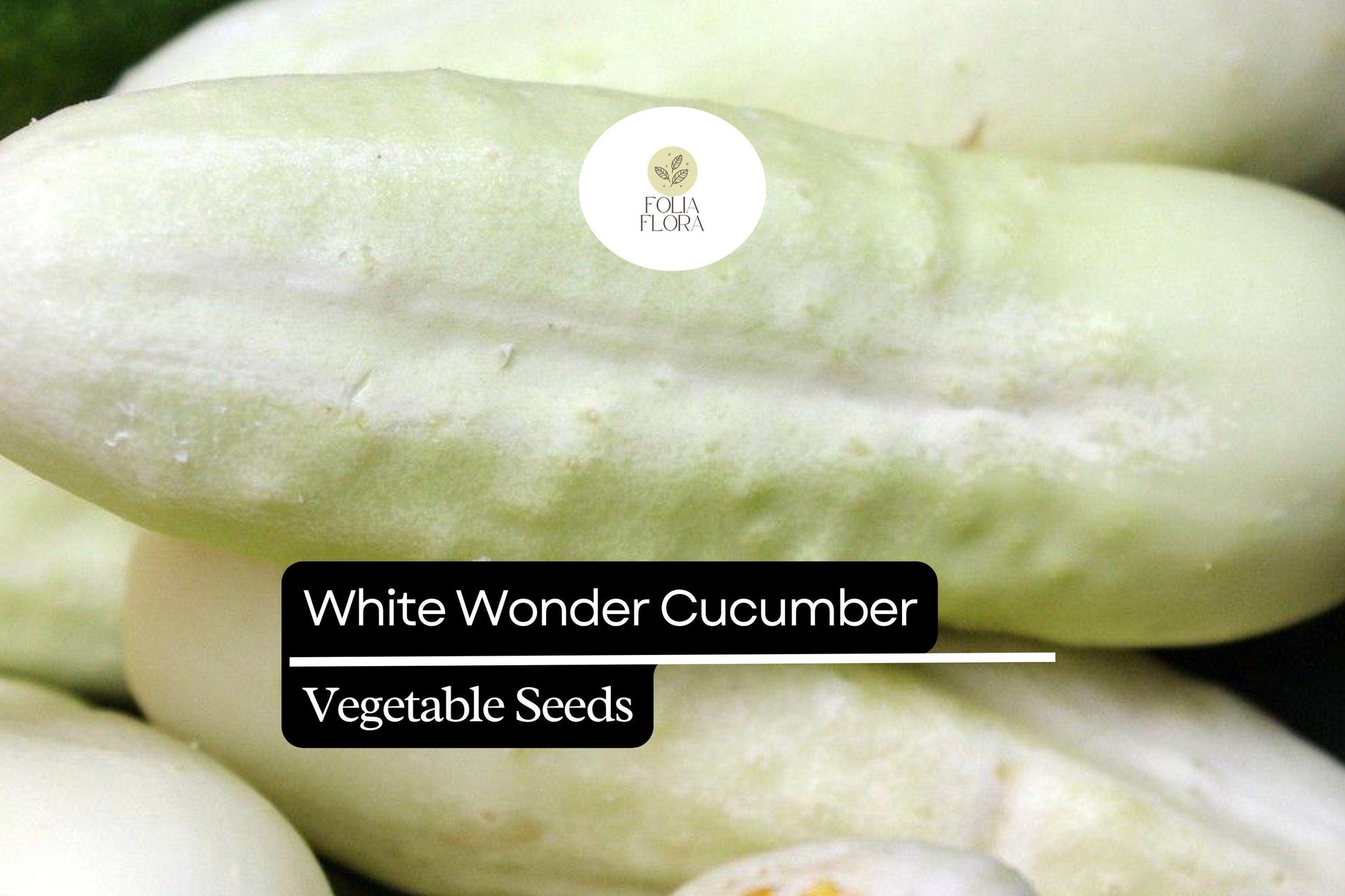 White Wonder Cucumber Seeds - 50 Count - Creamy White Skin, Sweet Flavor, Cucumis sativus, Heat-Tolerant, Prolific Producer